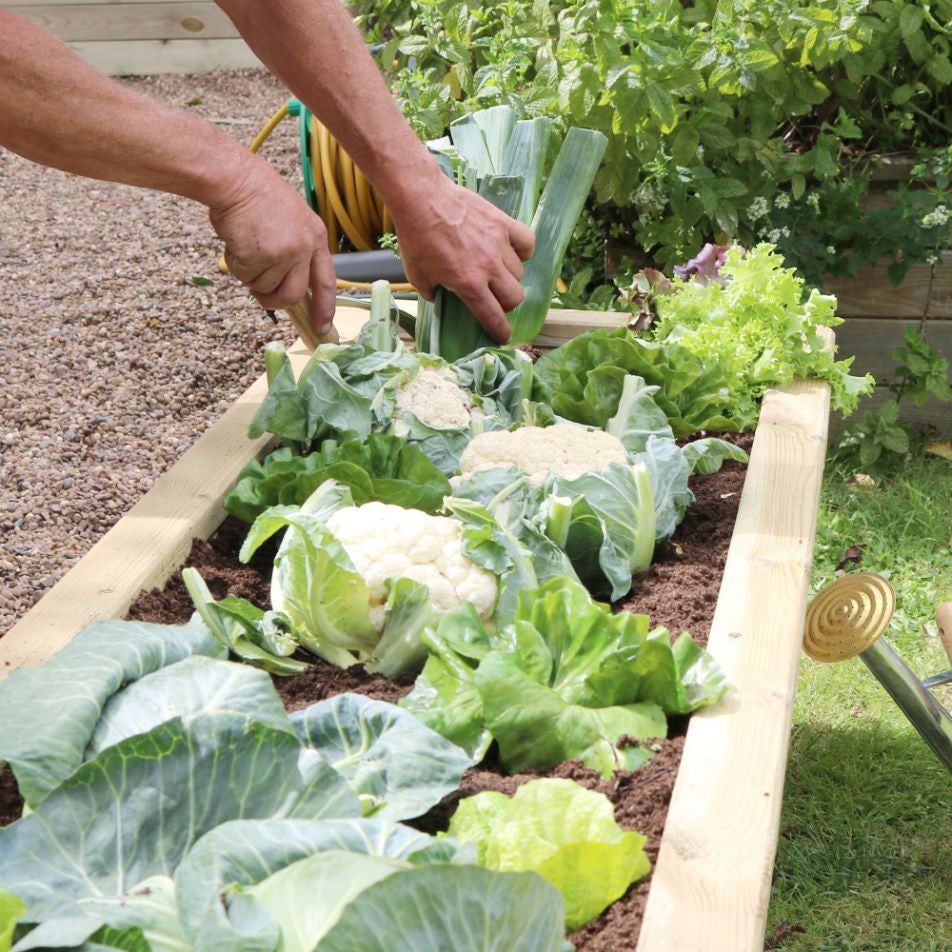 Zest Sleeper Raised Veg Bed | Narrow Raised Bed