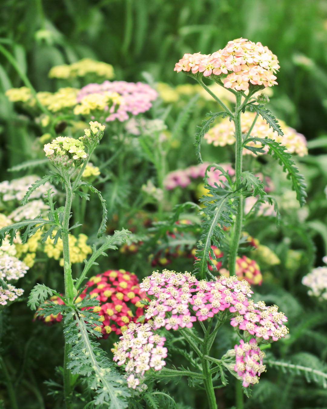Achillea 'Yarrow' Milly Rock Mix Masters Dance 2L