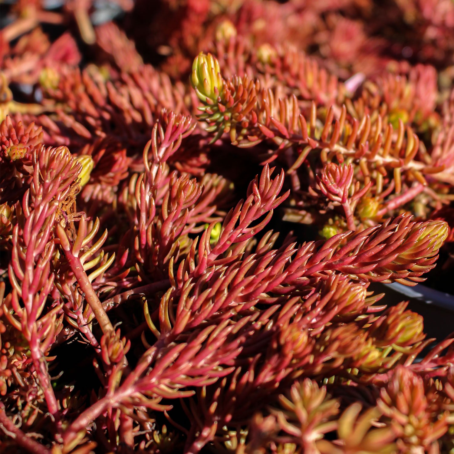 Sedum Reflexum Yellow Cushion 1L