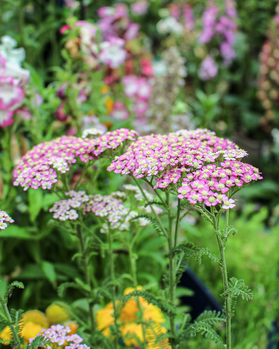 Achillea 'Yarrow' Millef Pretty Belinda 1L