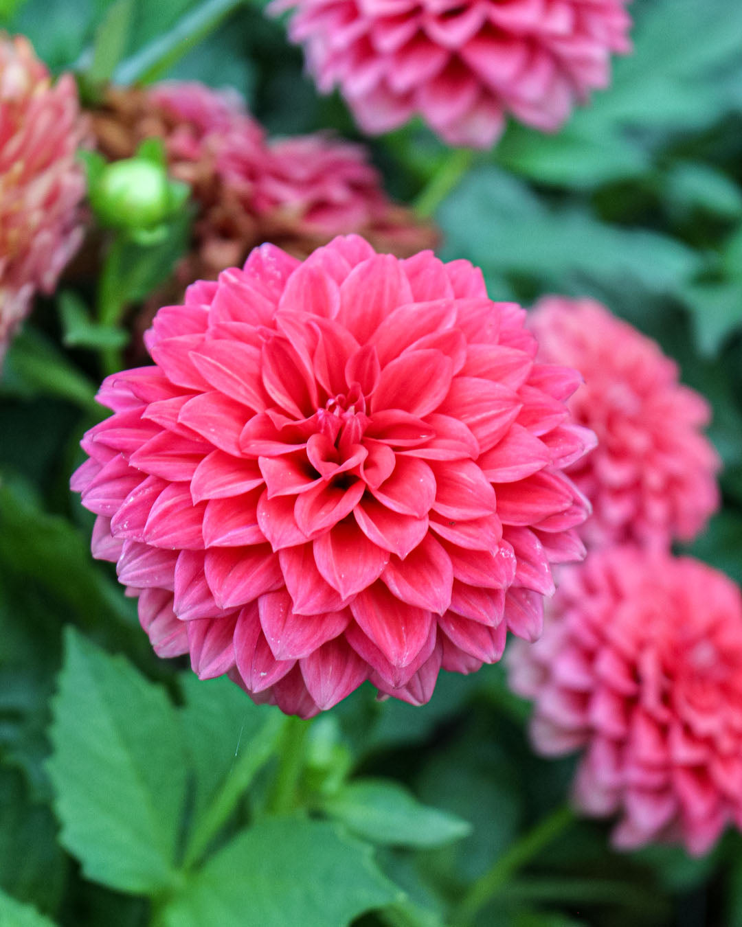 Dahlia Dalina Maxi Topia 3L