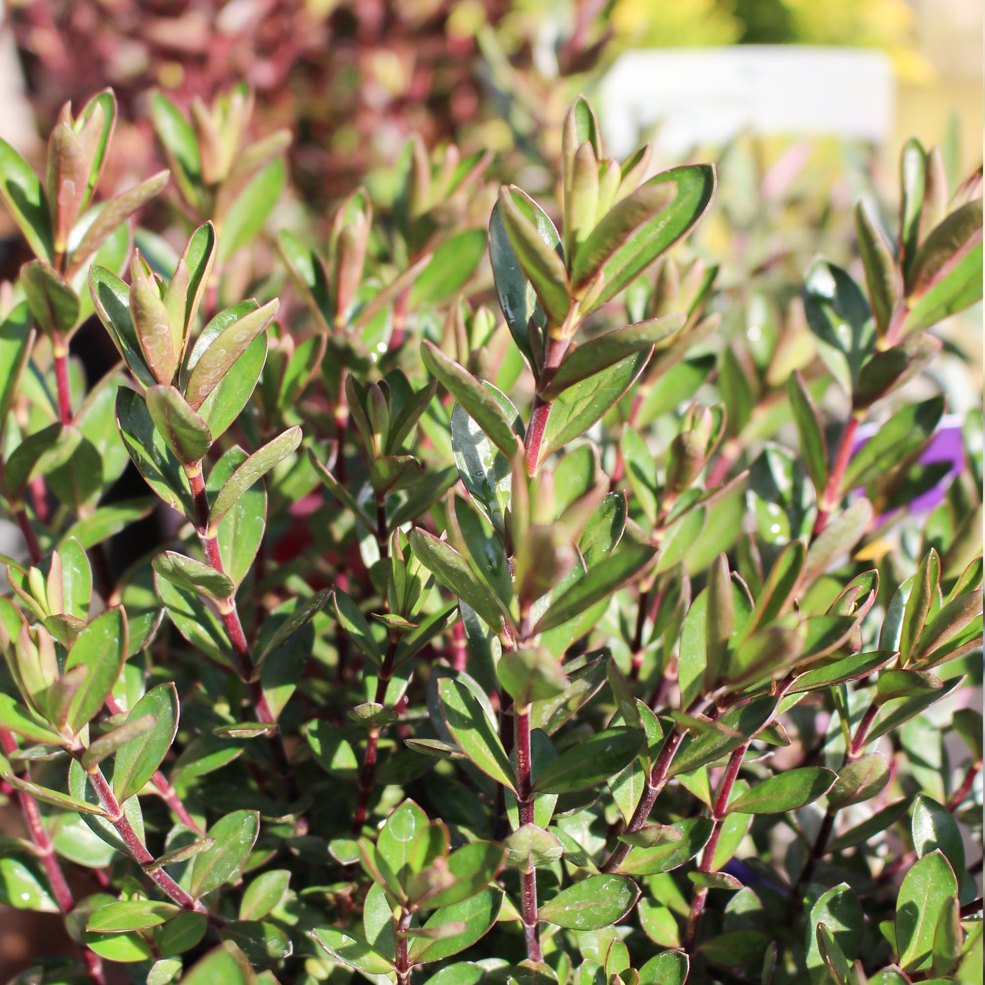 Hebe Purple Pixie 2L