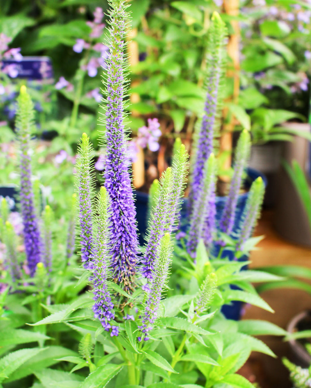 Veronica 'Ulster Blue Dwarf' 2L