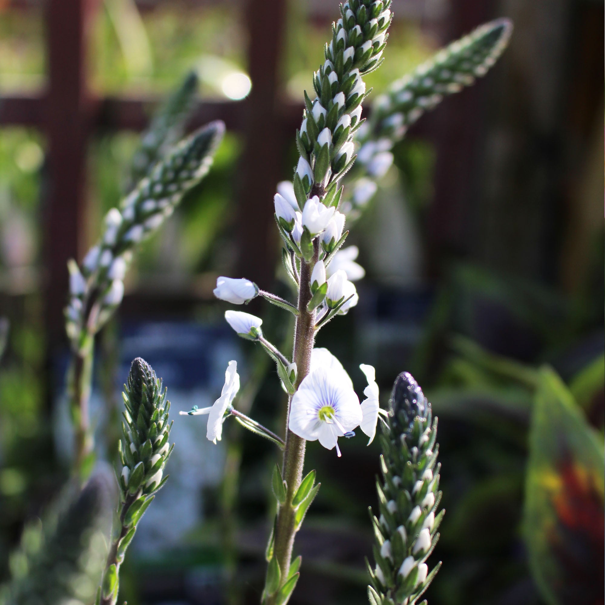 Veronica Tissington White 2L