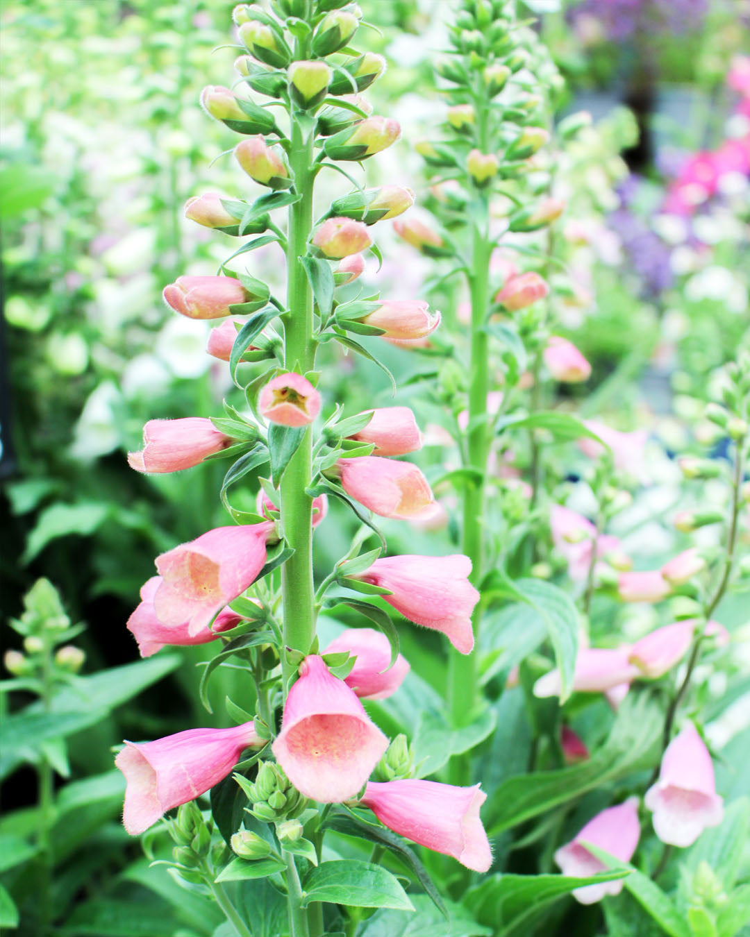 Digitalis 'Arctic Fox Rose' 3L