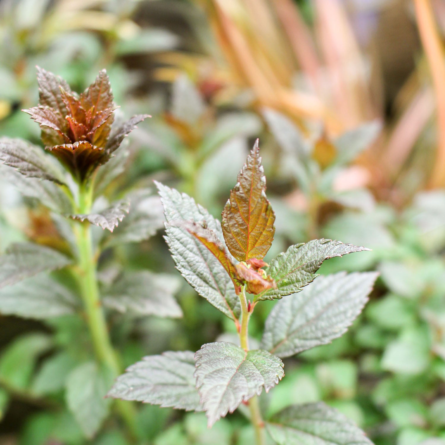Spiraea Walbertons Plum Carpet 2L