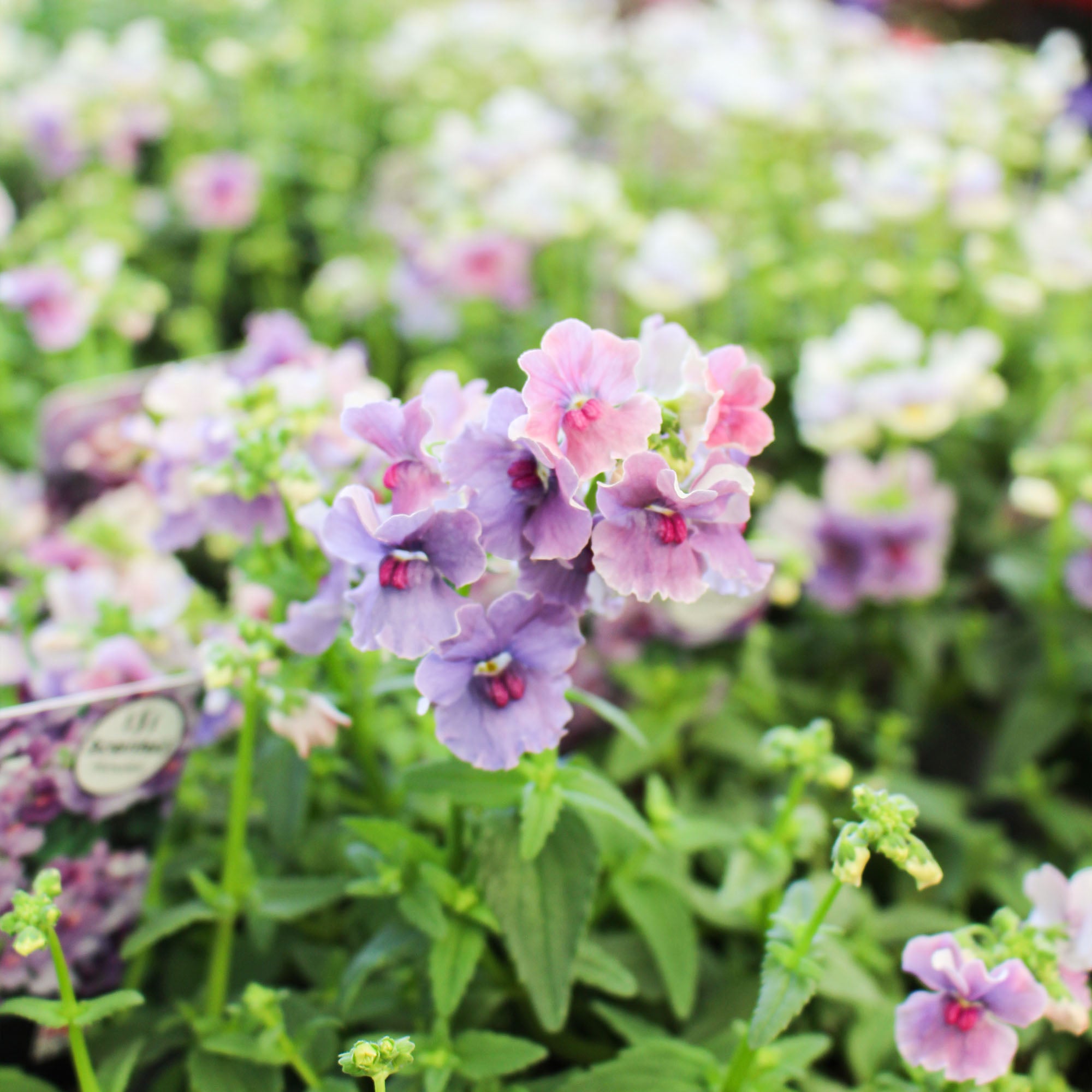 Nemesia ‘Mirabelle’ 1L