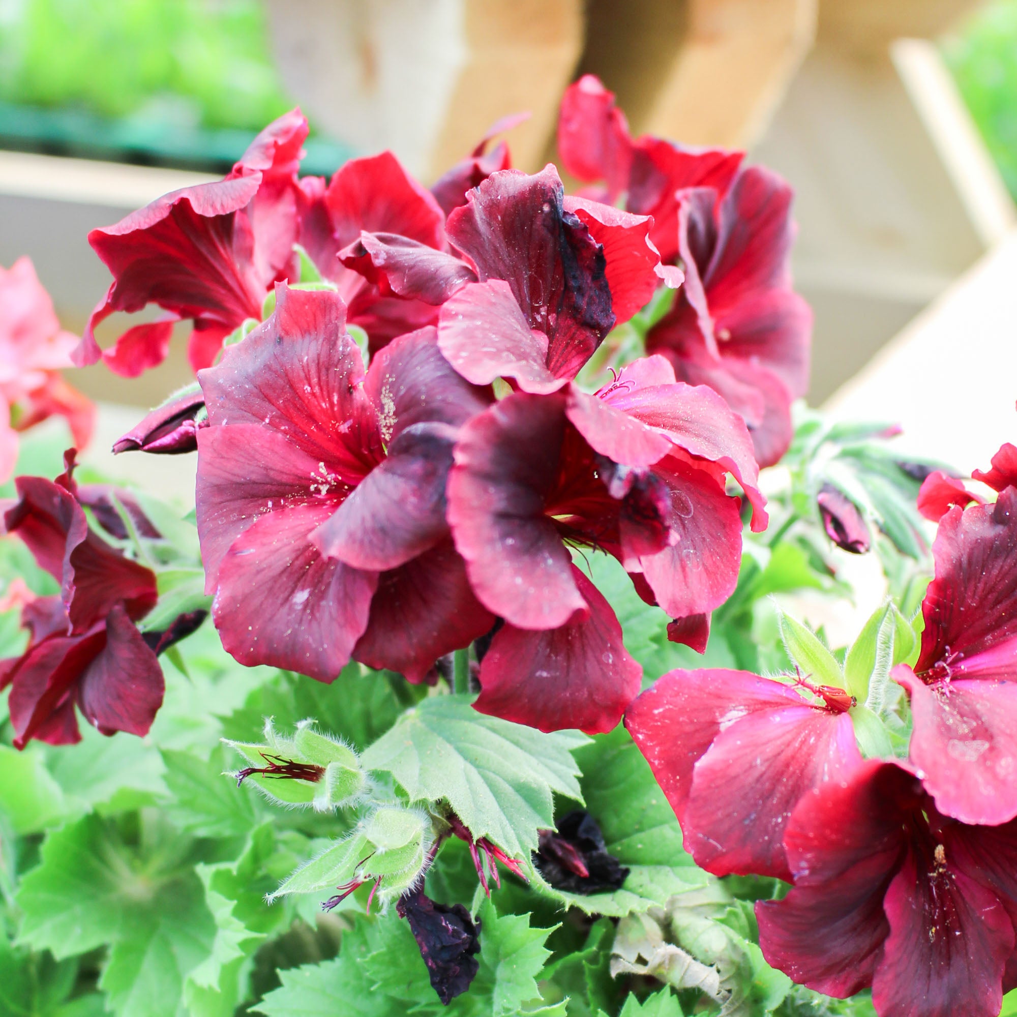 Regal Pelargoniums 13cm