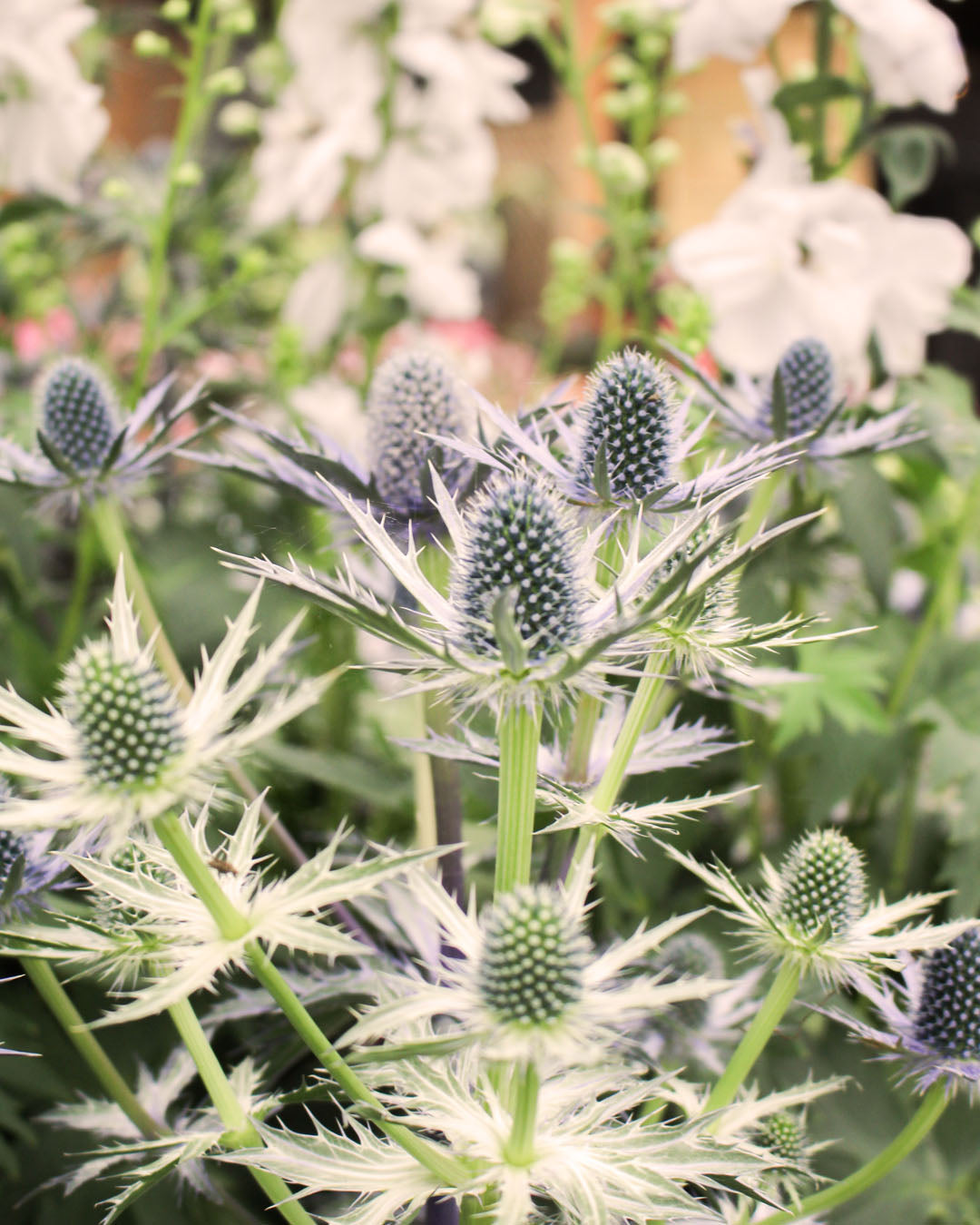 Eryngium 'Sea Holly' Big Blue 3L