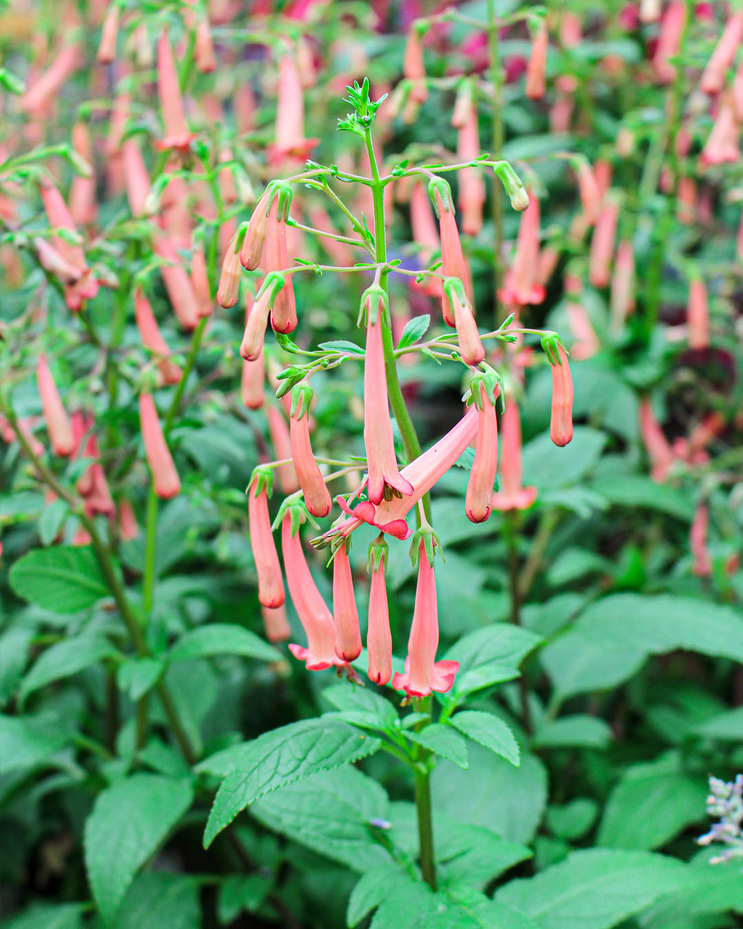 Phygelius 'Cape Fuchsia' Funfare Orange 2L