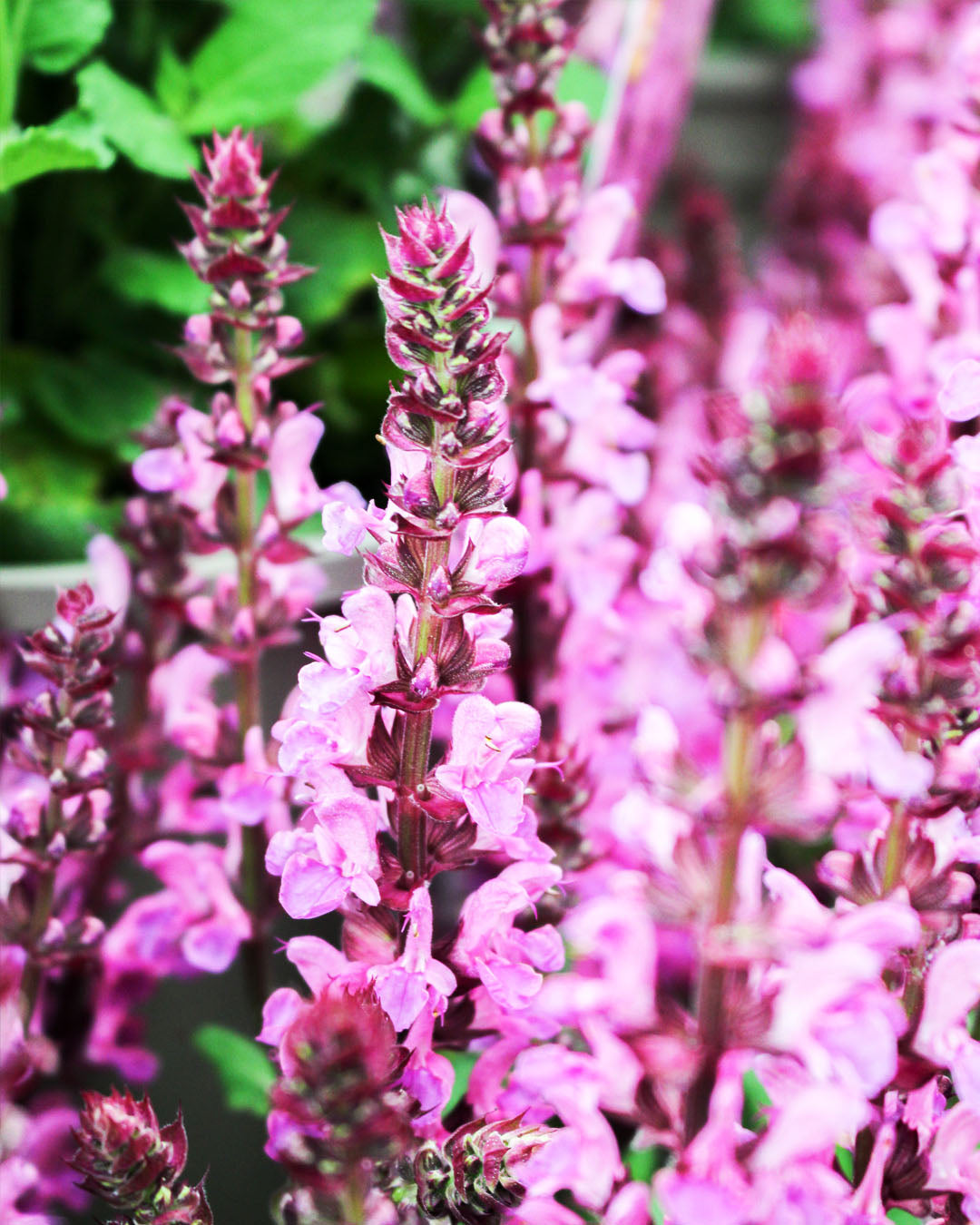Salvia Nemorosa 'Rose Marvel' 3L