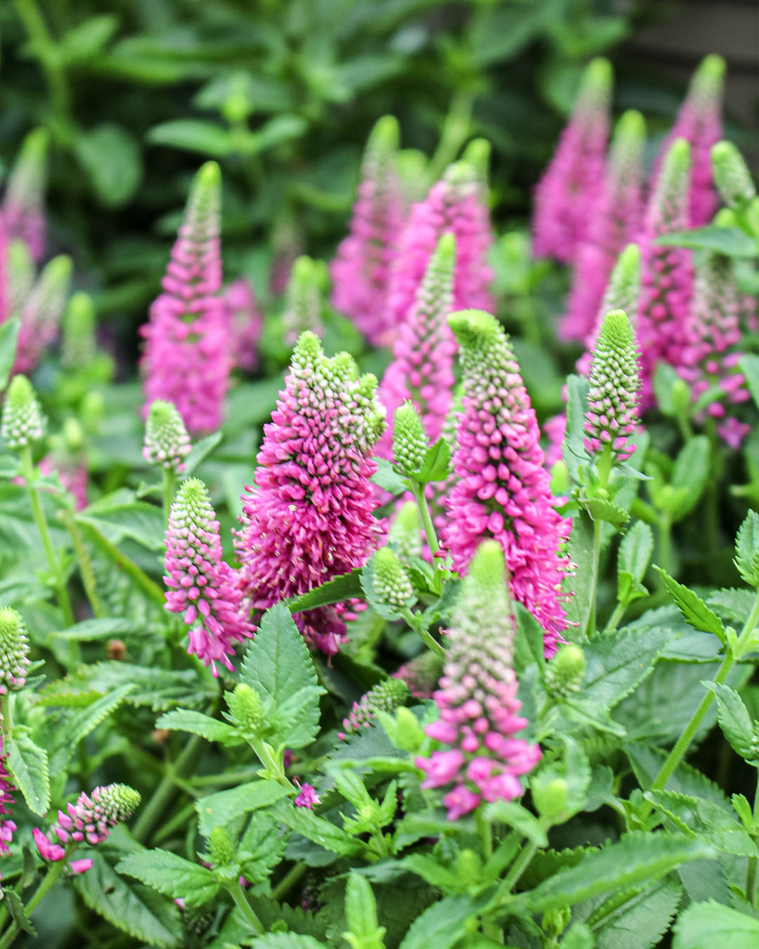 Veronica 'Speedwell' Ronica Fuchsia 3L