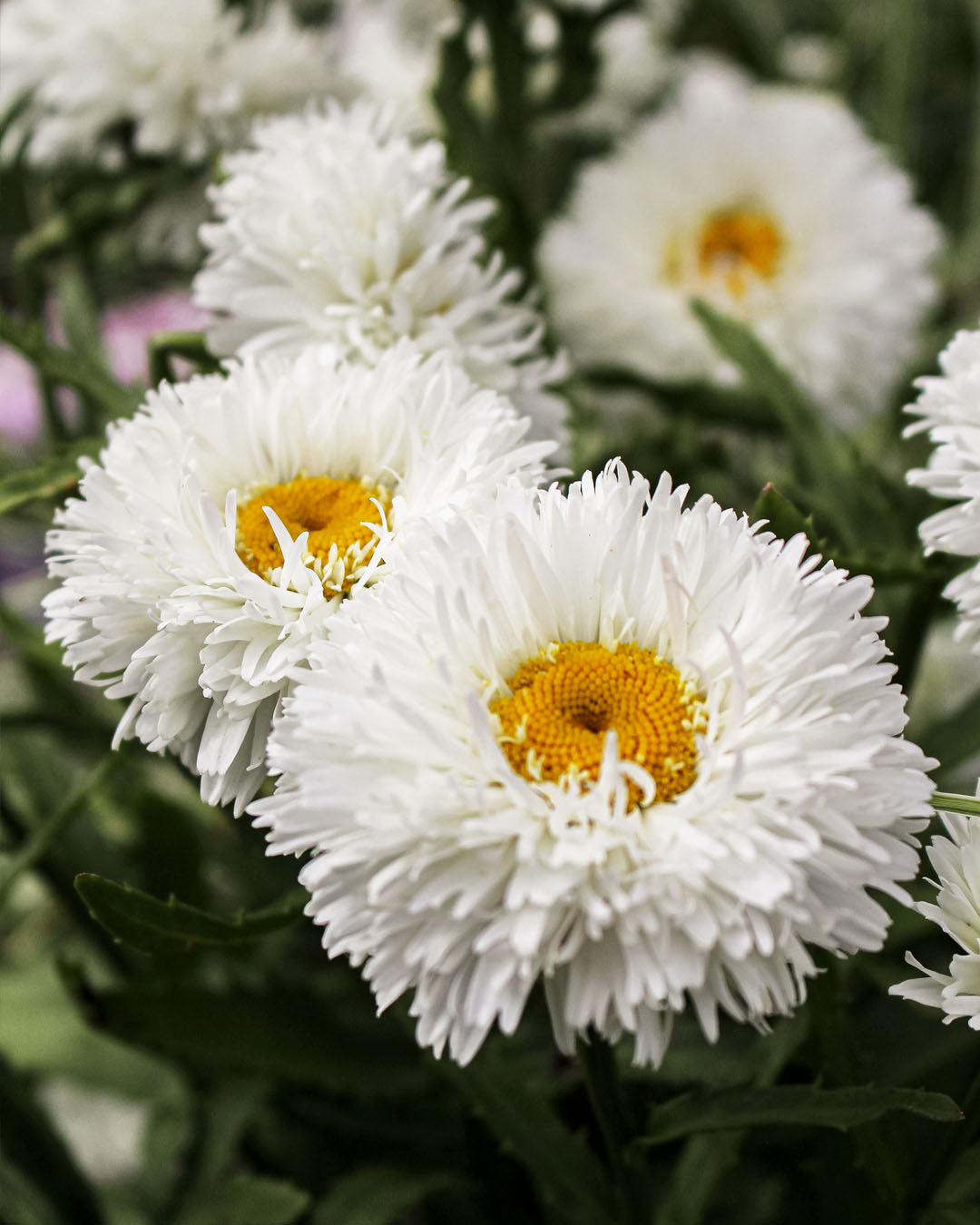 Leucanthemum 'Shashta Daisy' Ooh La La Spider 2L