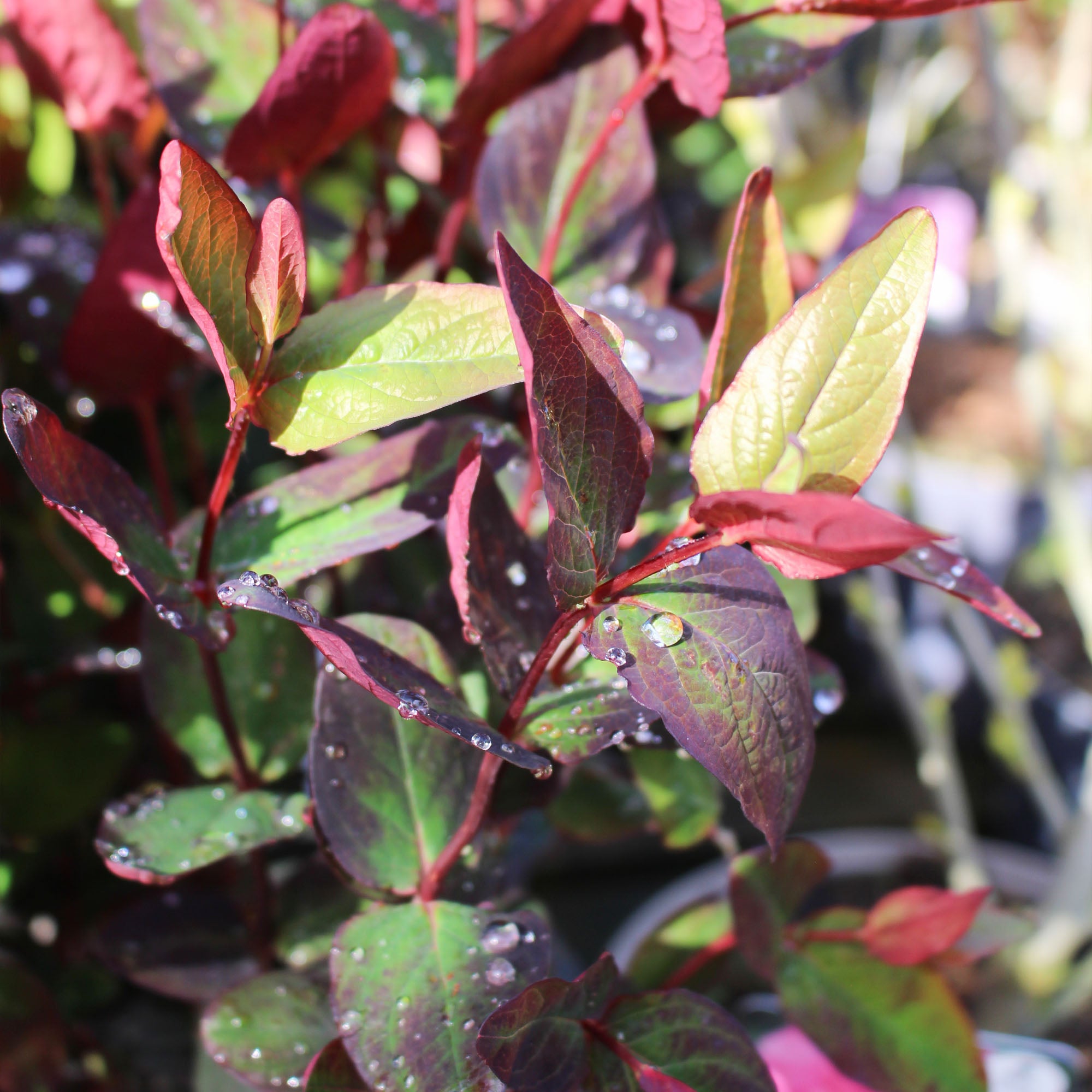 Hypericum Miracle Night 3L