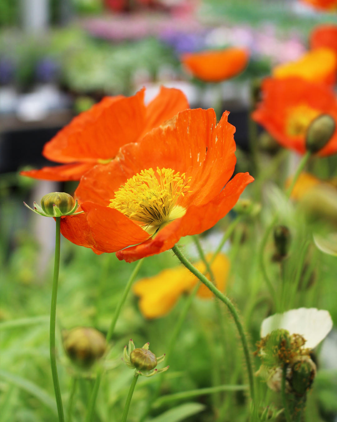 Papaver 'Garden Gnome' Poppy 2L