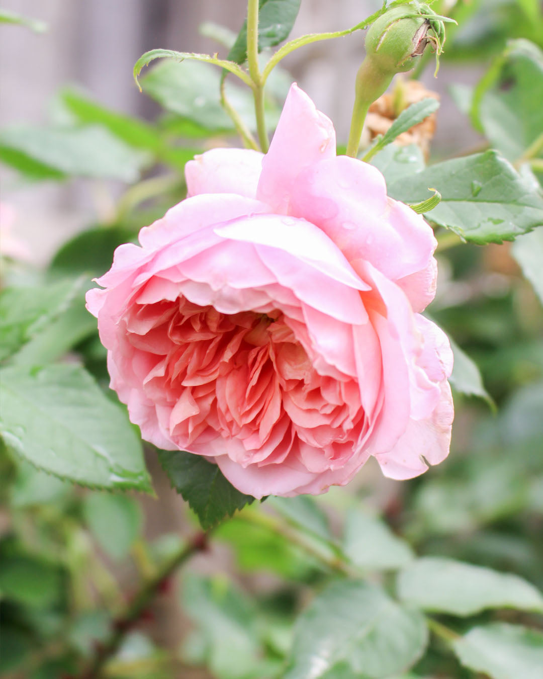 Rosa 'Emma Bridgewater' Shrub Rose 6L