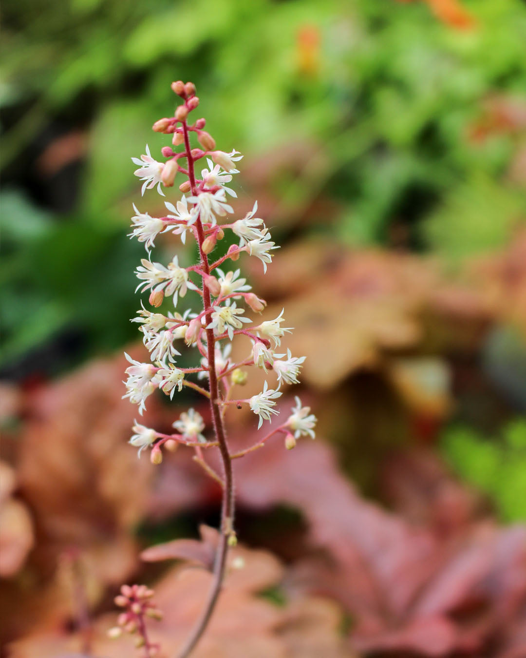 Heucherella 'Sweet Tea' 3L