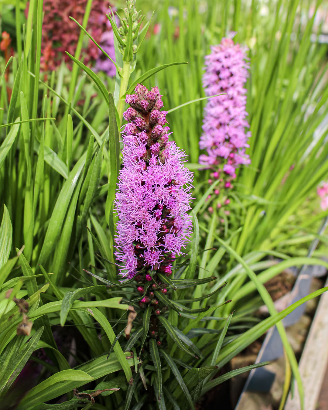 Liatris Spicata Kobold 3L