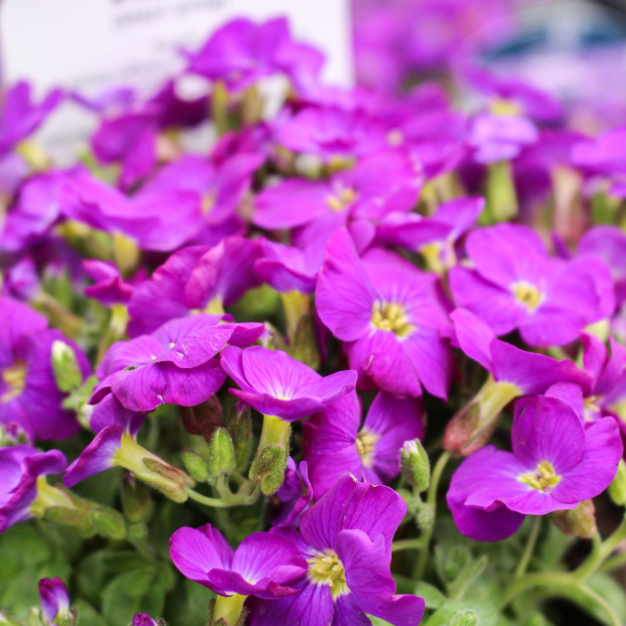 Aubrieta Gracilis Kitte Blue 1L
