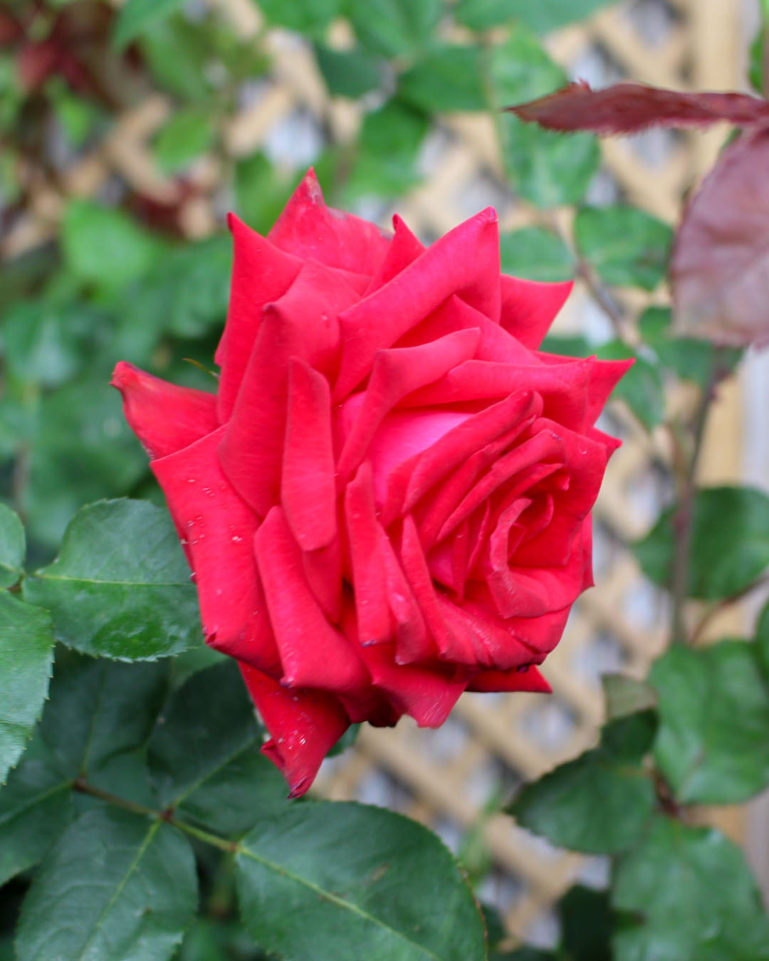 Rose 'Ruby Wedding' 4.5L