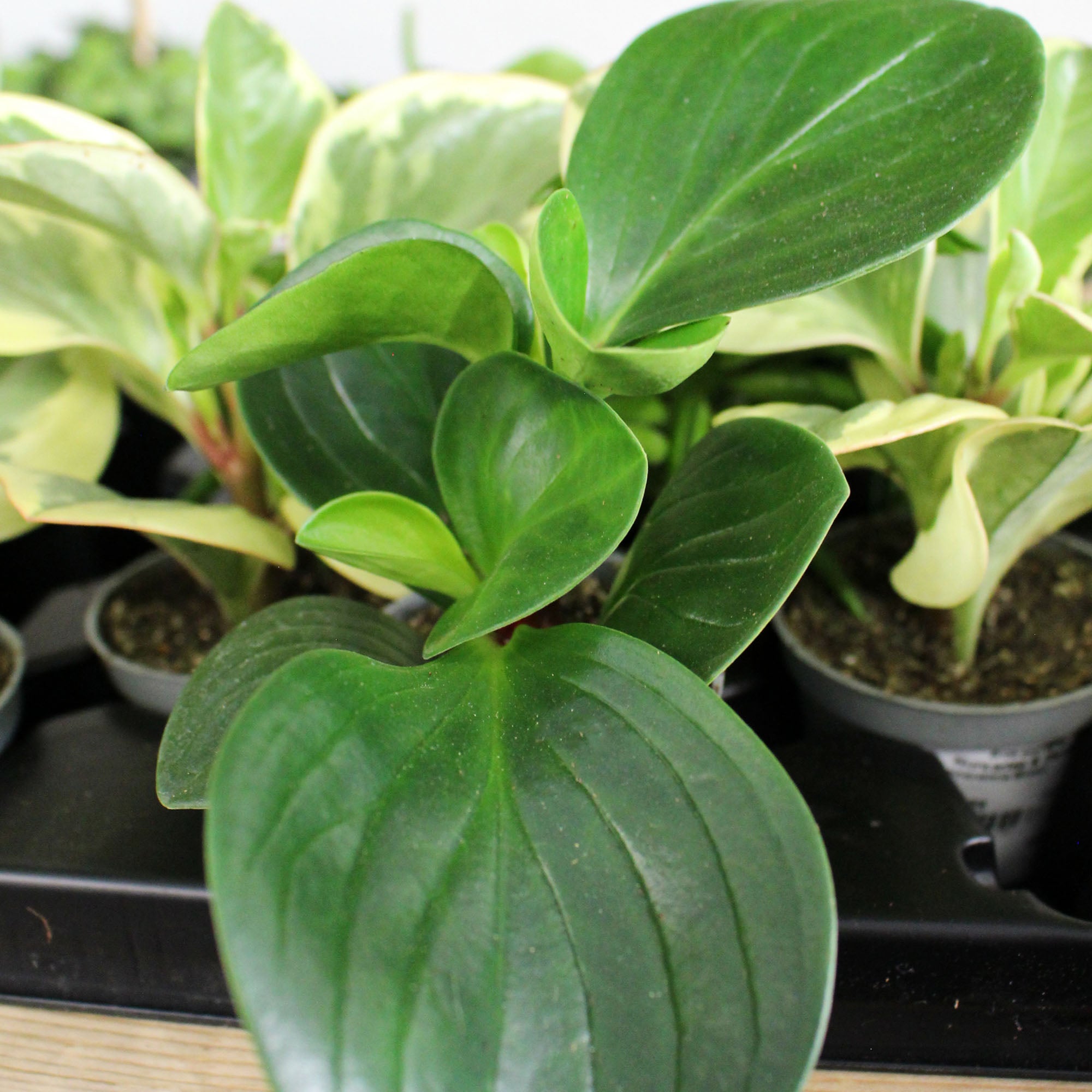 Peperomia Mixed 6cm