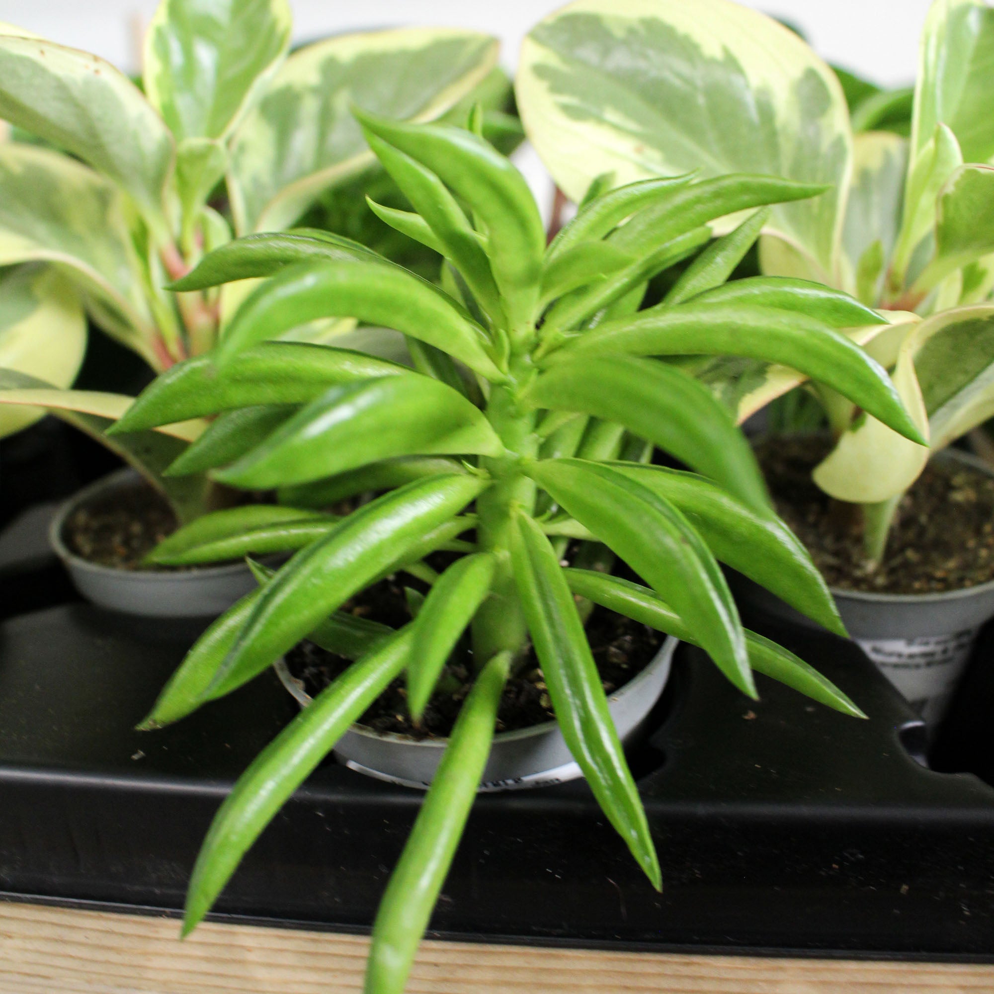 Peperomia Mixed 6cm