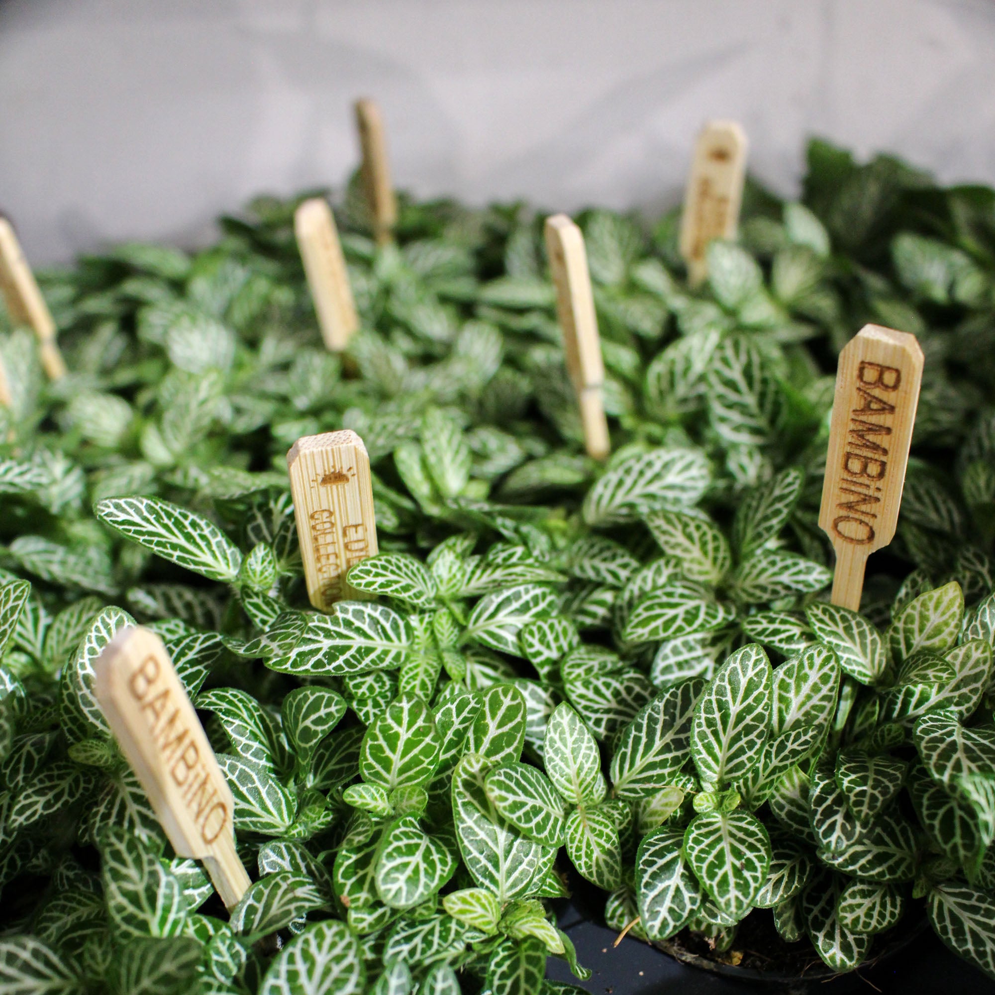 Fittonia Verschaffeltii 'Nerve Plant' Bambino 5.5cm