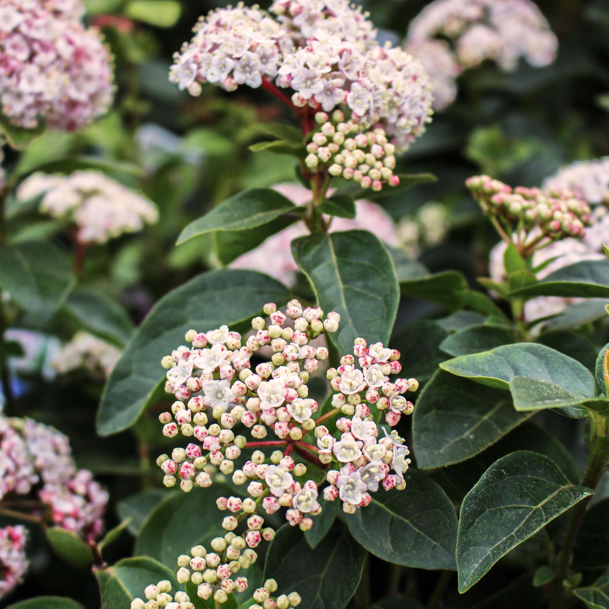 Viburnum Tinus Lisa Rosa 5L