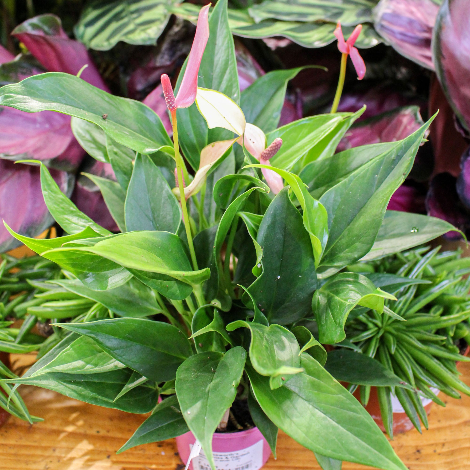 Anthurium Andraeanum ‘Lilli’ 9cm