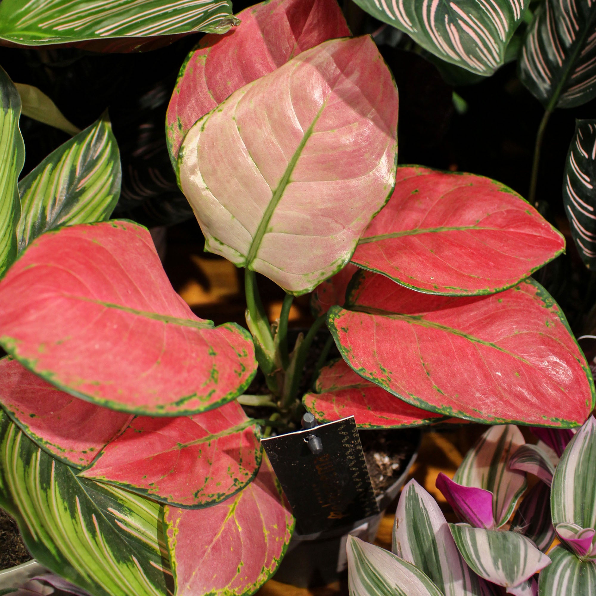 Aglaonema 'Chinese Evergreen' Rose Red 12cm