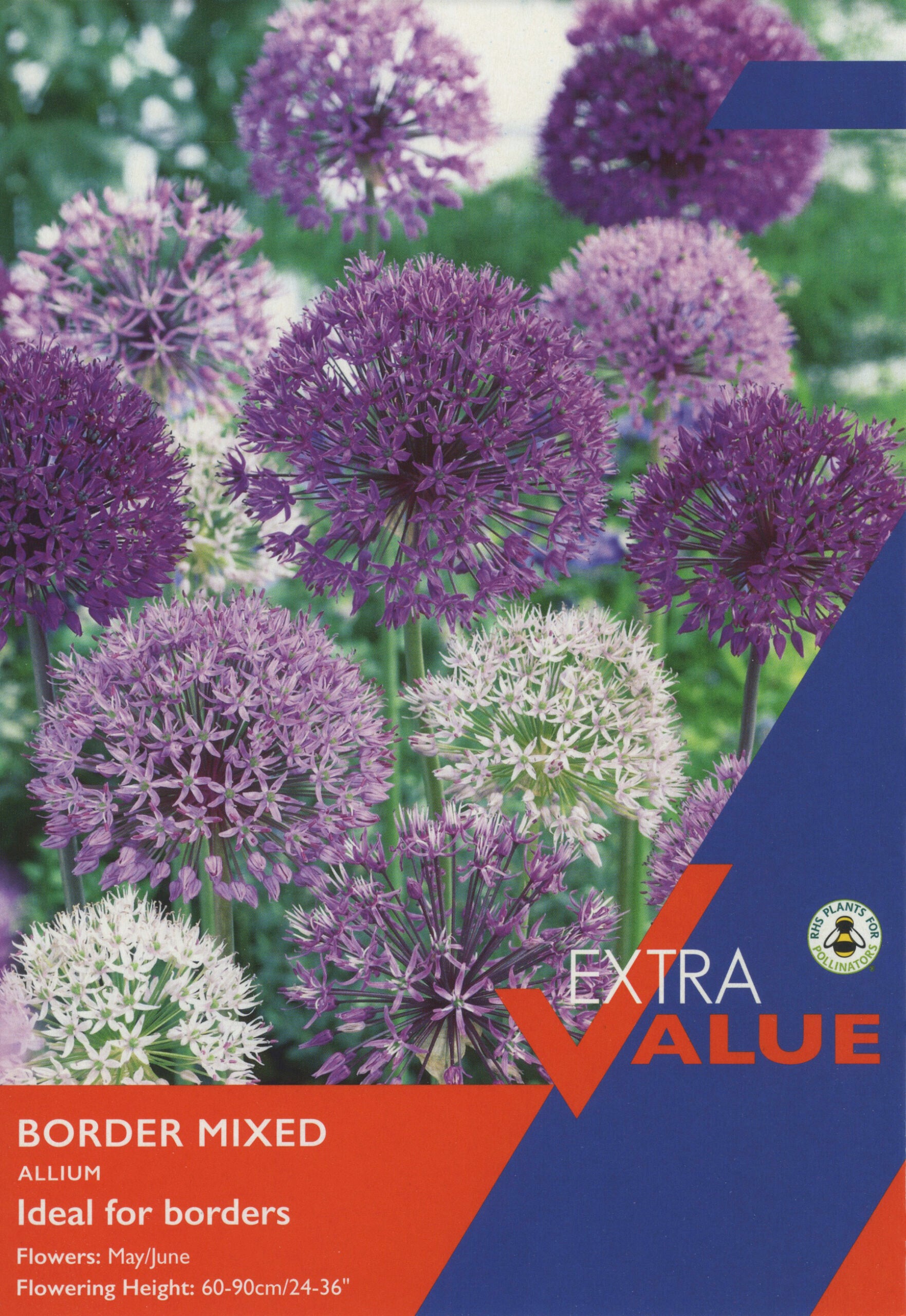Taylor's Bulbs Extra Value Allium Border Mixed