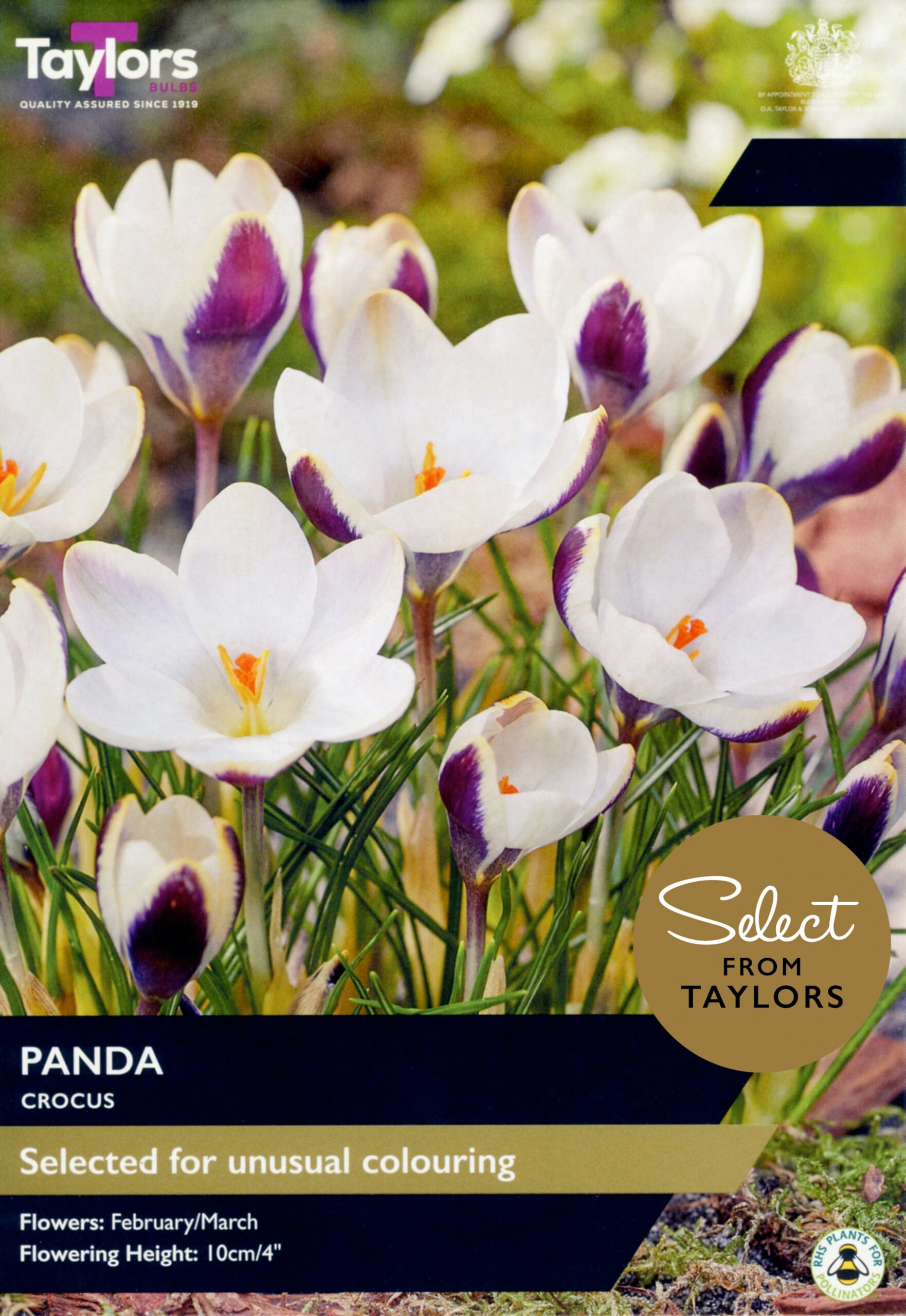 Taylor's Bulbs Select Premium Pack Crocus Panda