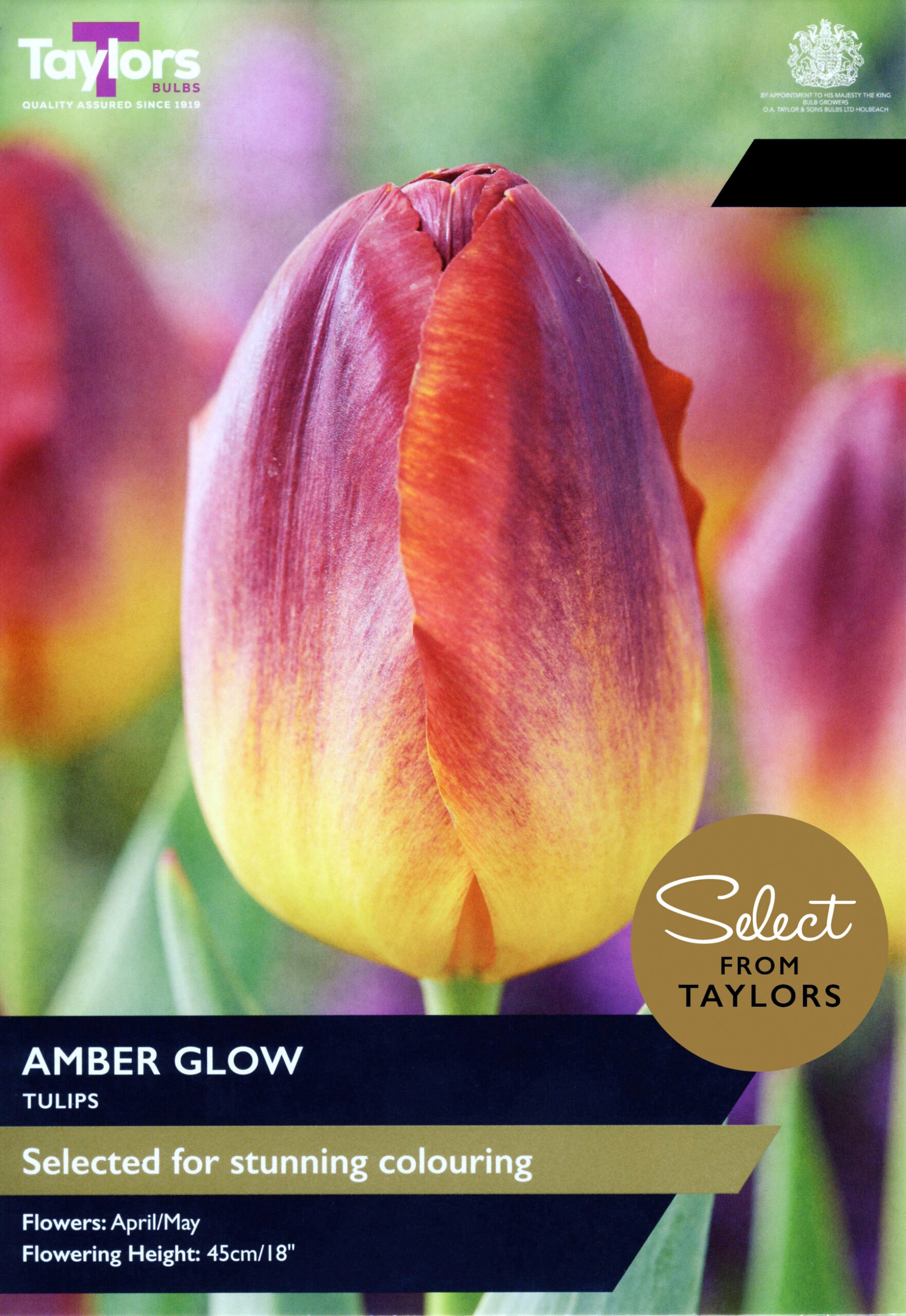 Taylor's Bulbs Select Premium Pack Tulip Amber Glow