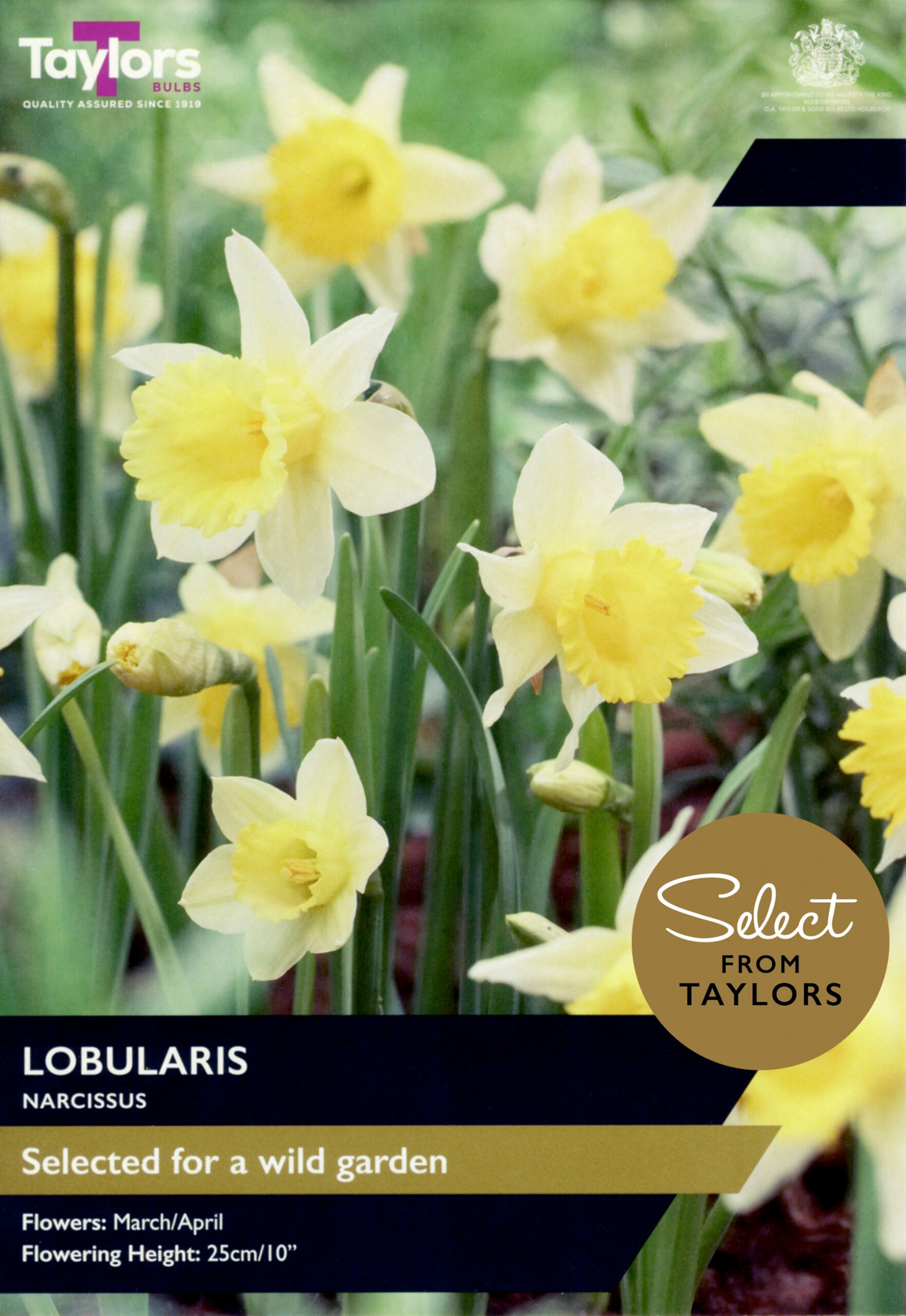 Taylor's Bulbs Select Premium Pack Narcissus Lobularis
