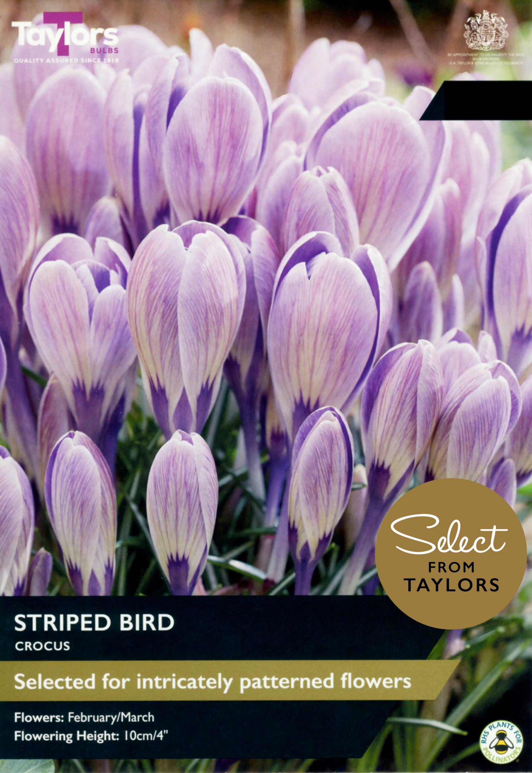 Taylor's Bulbs Select Premium Pack Crocus Striped Bird