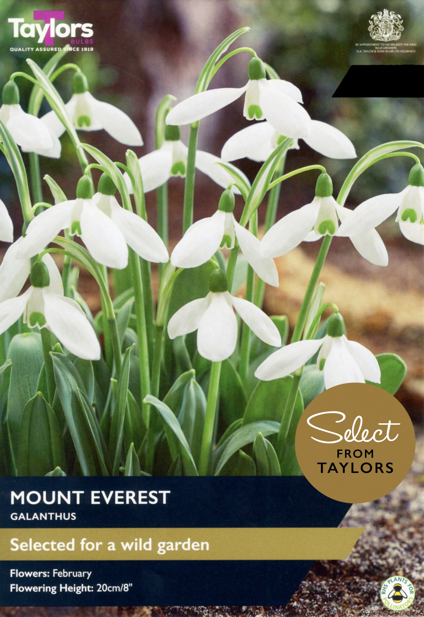 Taylor's Bulbs Select Premium Pack Galanthus Mount Everest