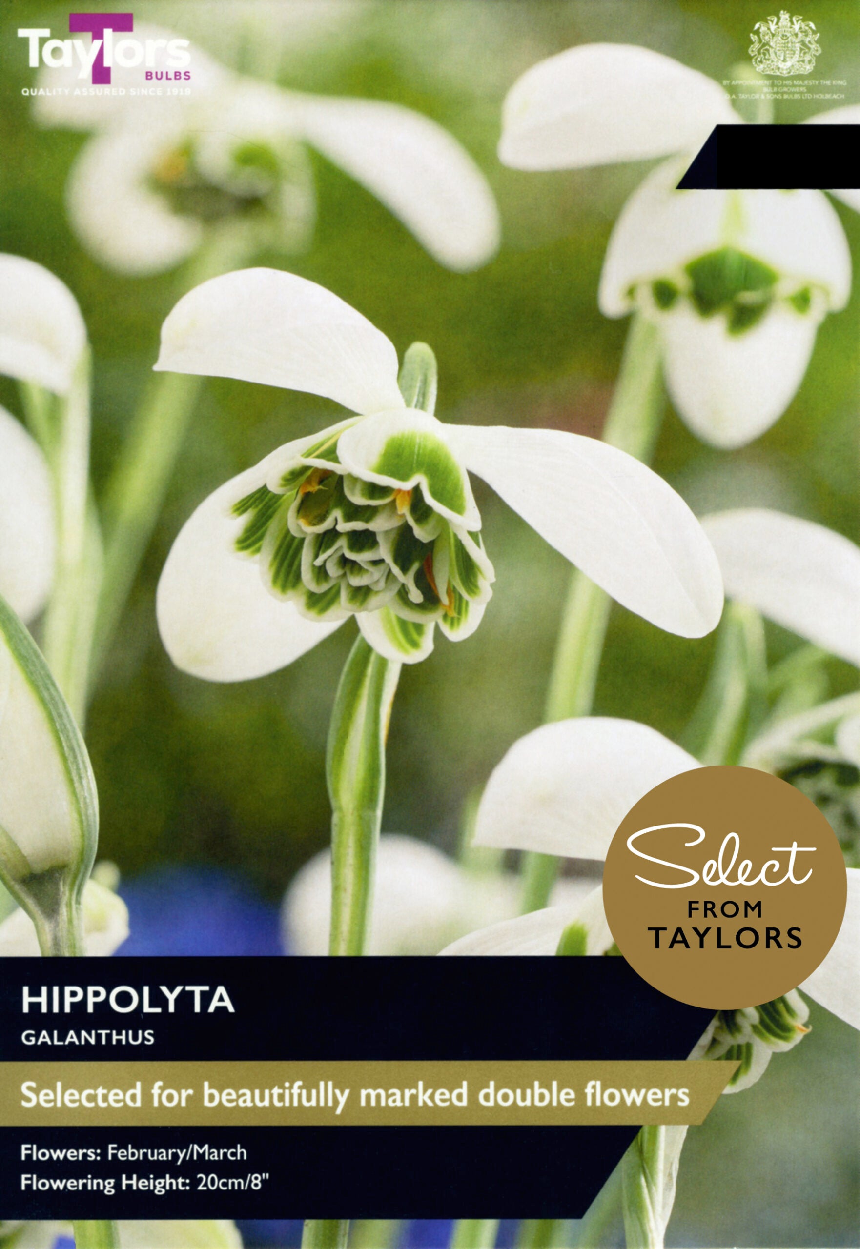 Taylor's Bulbs Select Premium Pack Galanthus Hippolyta