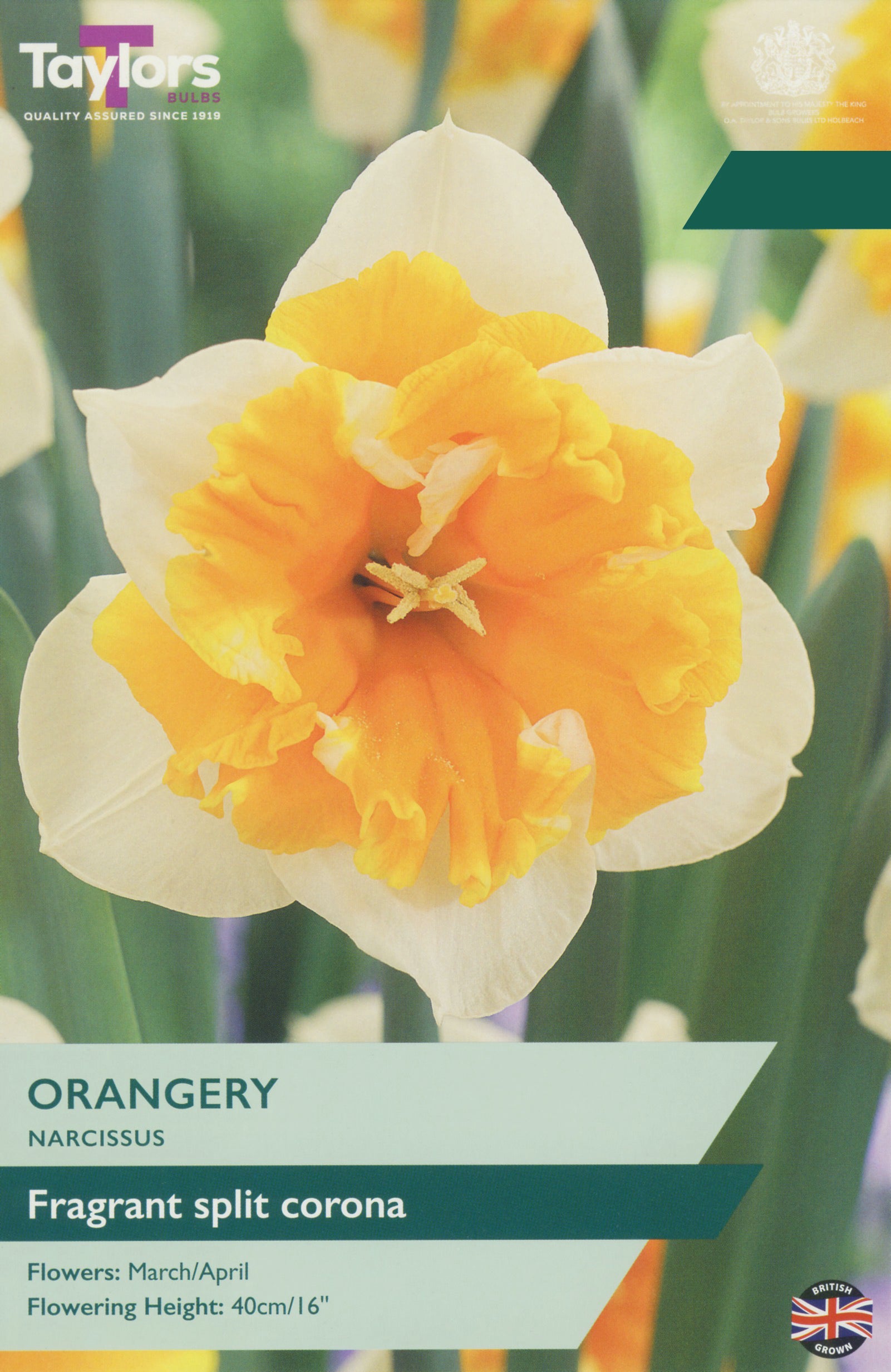 Taylor's Bulbs Choice Pack Narcissus Orangery