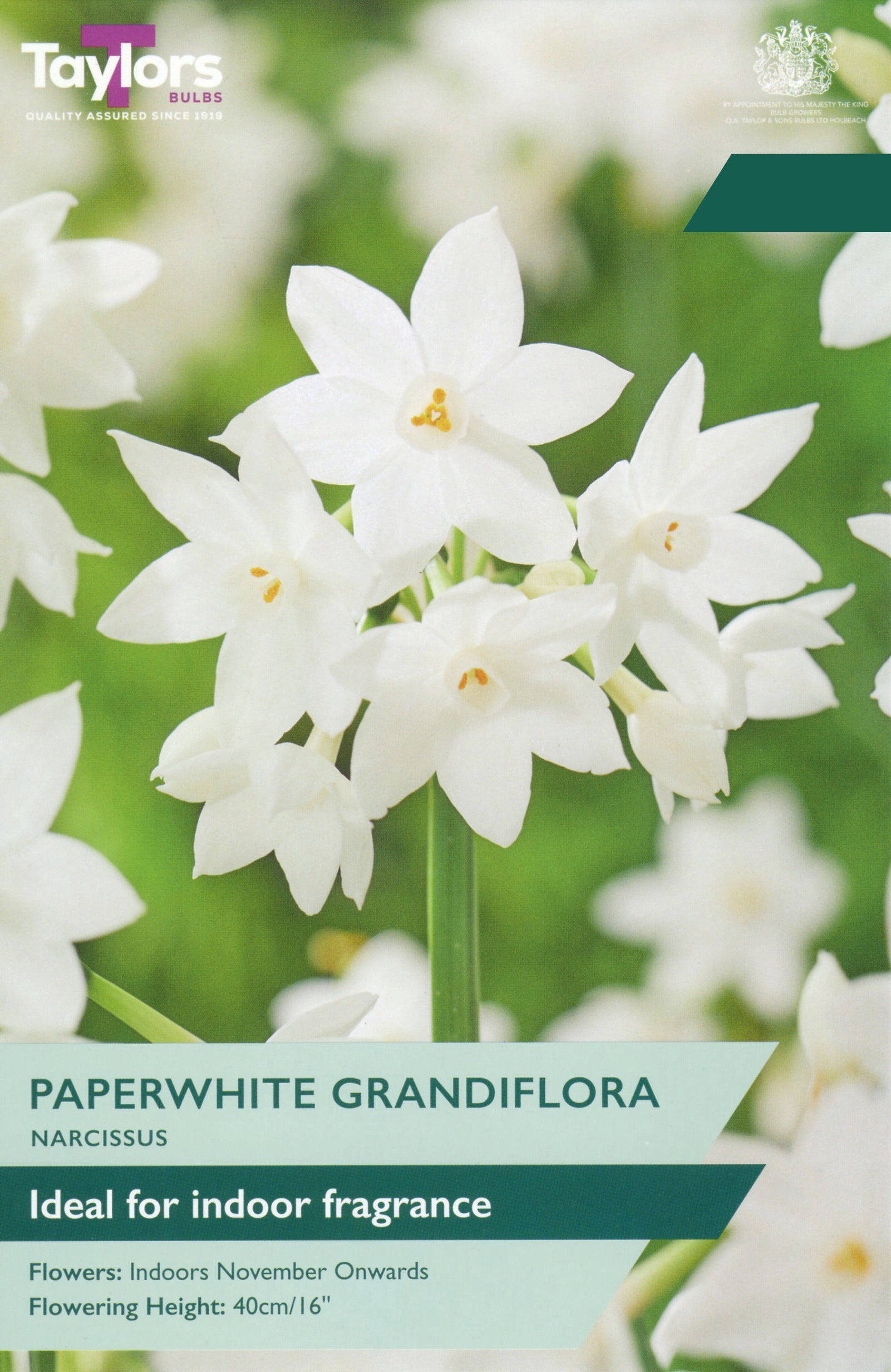 Taylor's Bulbs Choice Pack Narcissus Paperwhite Grandiflora