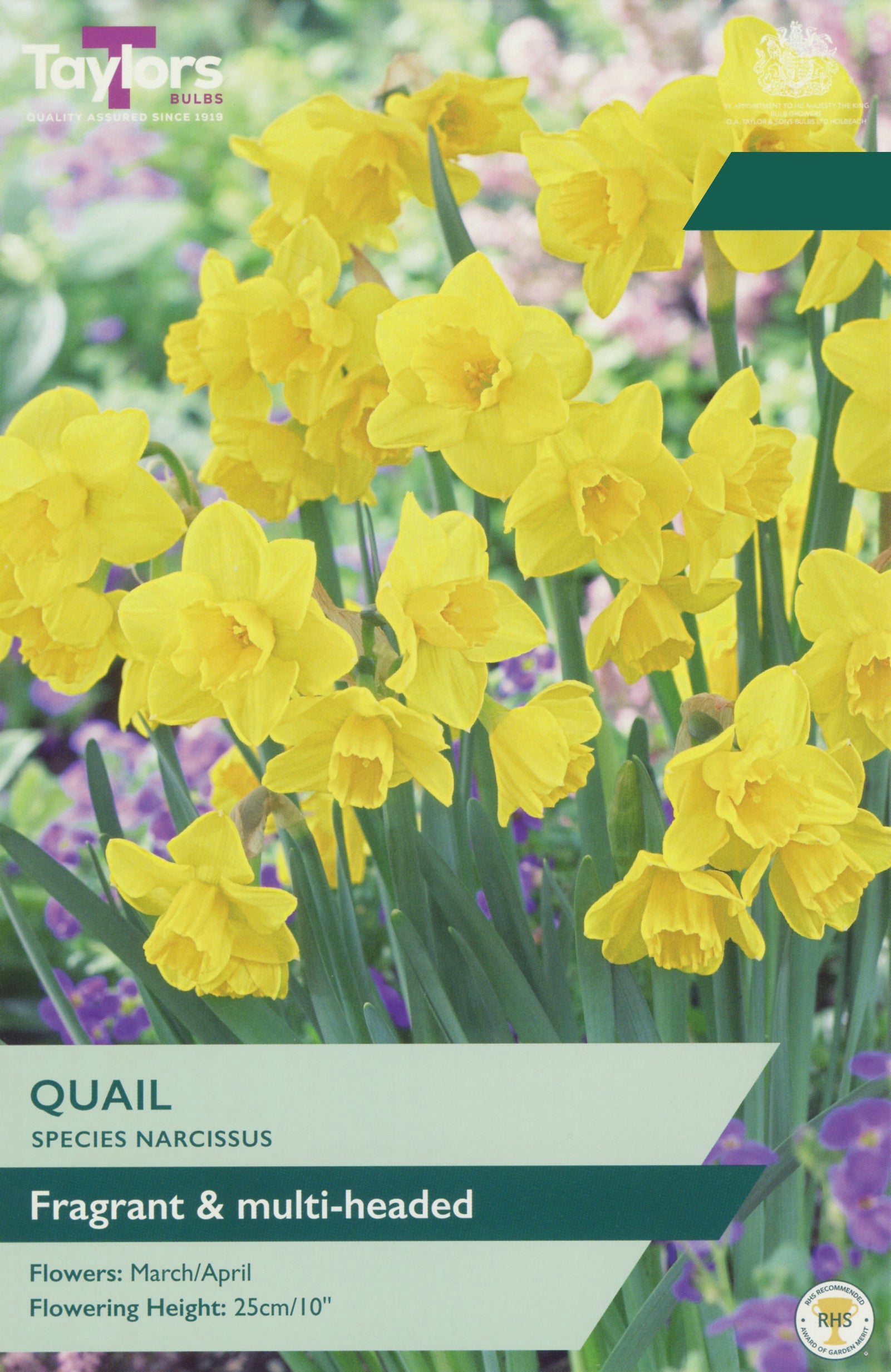 Taylor's Bulbs Choice Pack Narcissus Quail