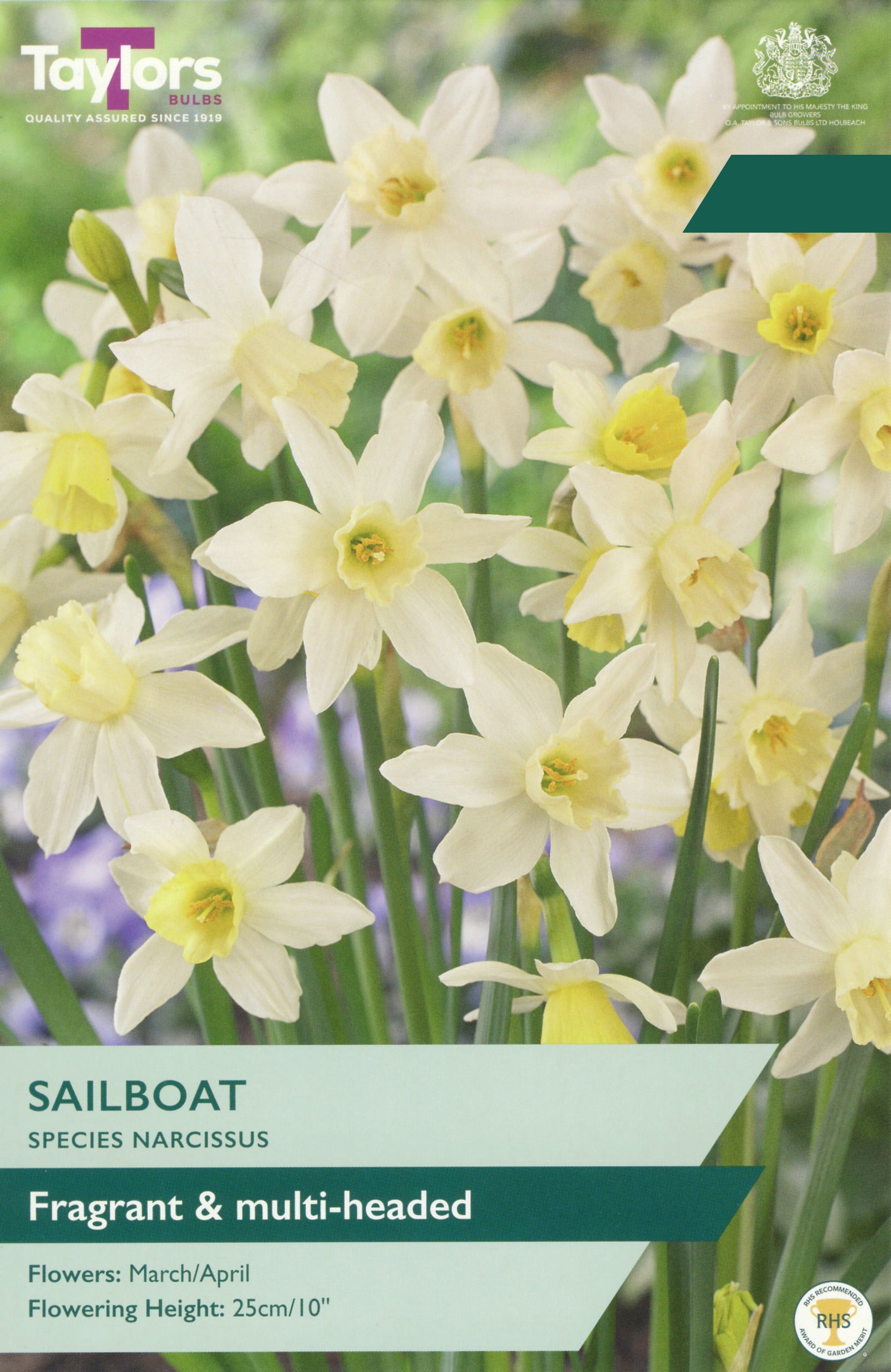 Taylor's Bulbs Choice Selection Narcissus Sailboat