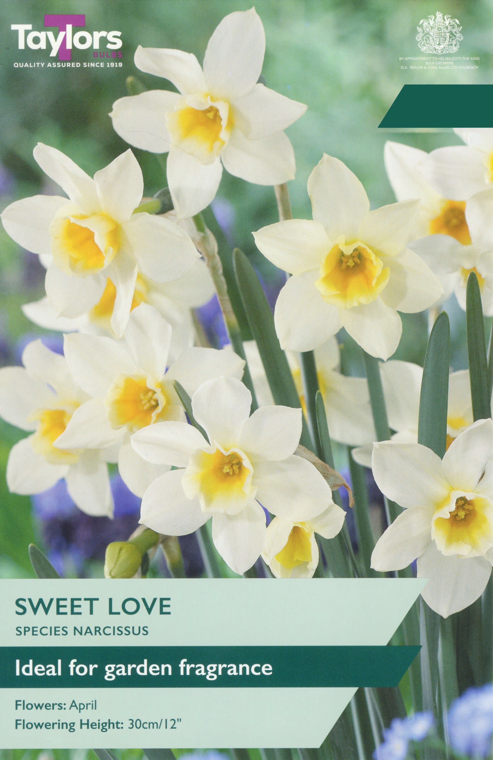 Taylor's Bulbs Choice Pack Narcissus Sweet Love
