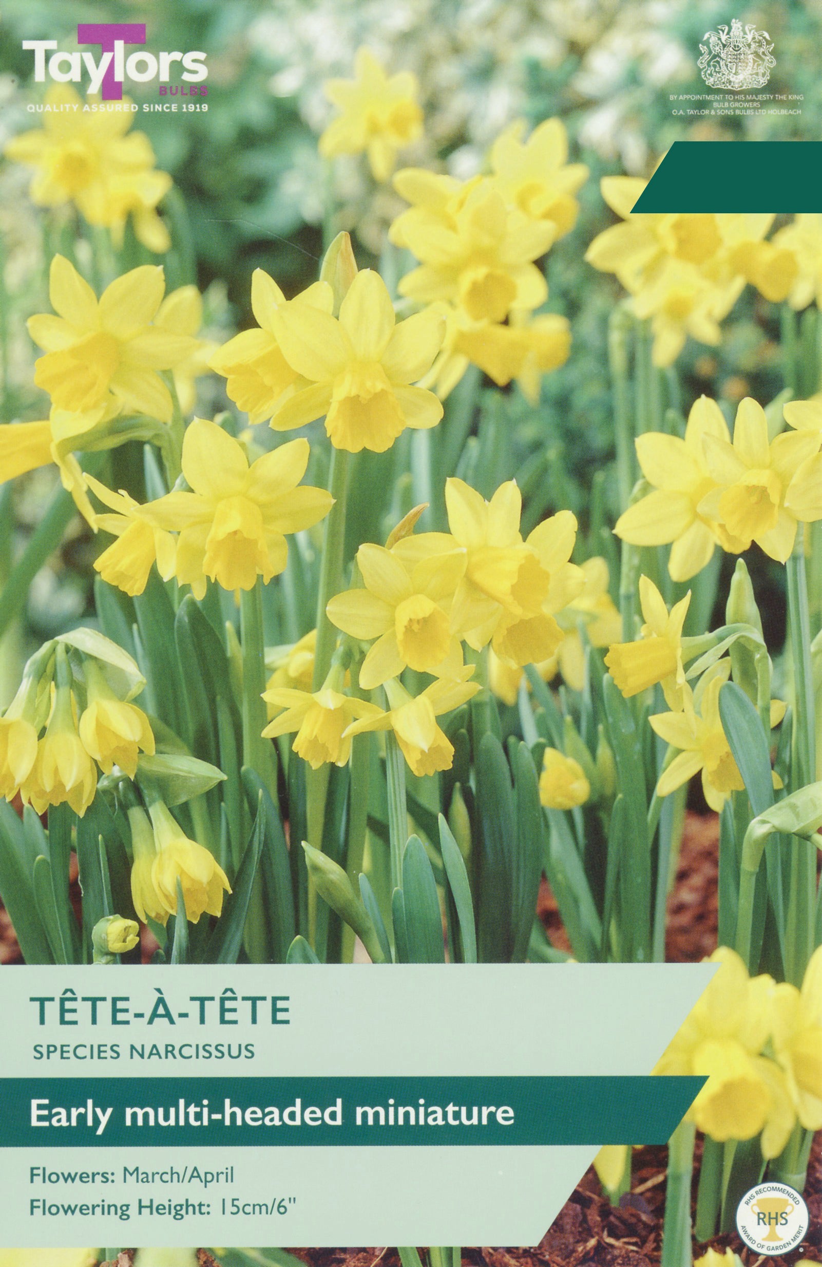 Taylor's Bulbs Choice Pack Narcissus Tete A Tete