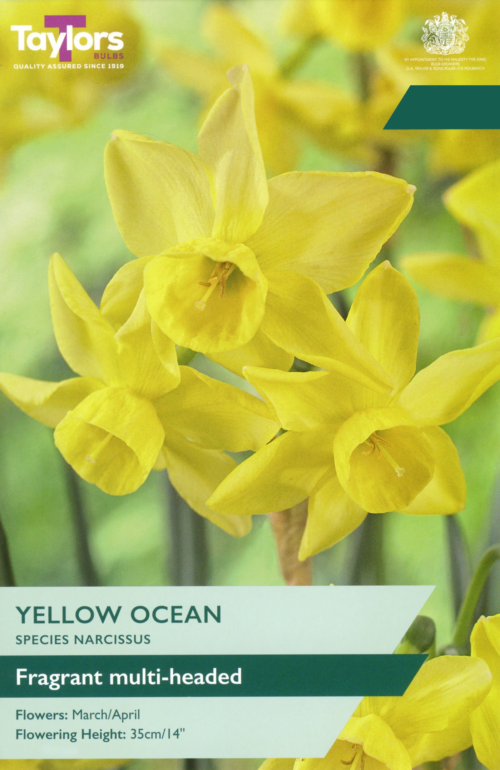 Taylor's Bulbs Choice Pack Narcissus Yellow Ocean
