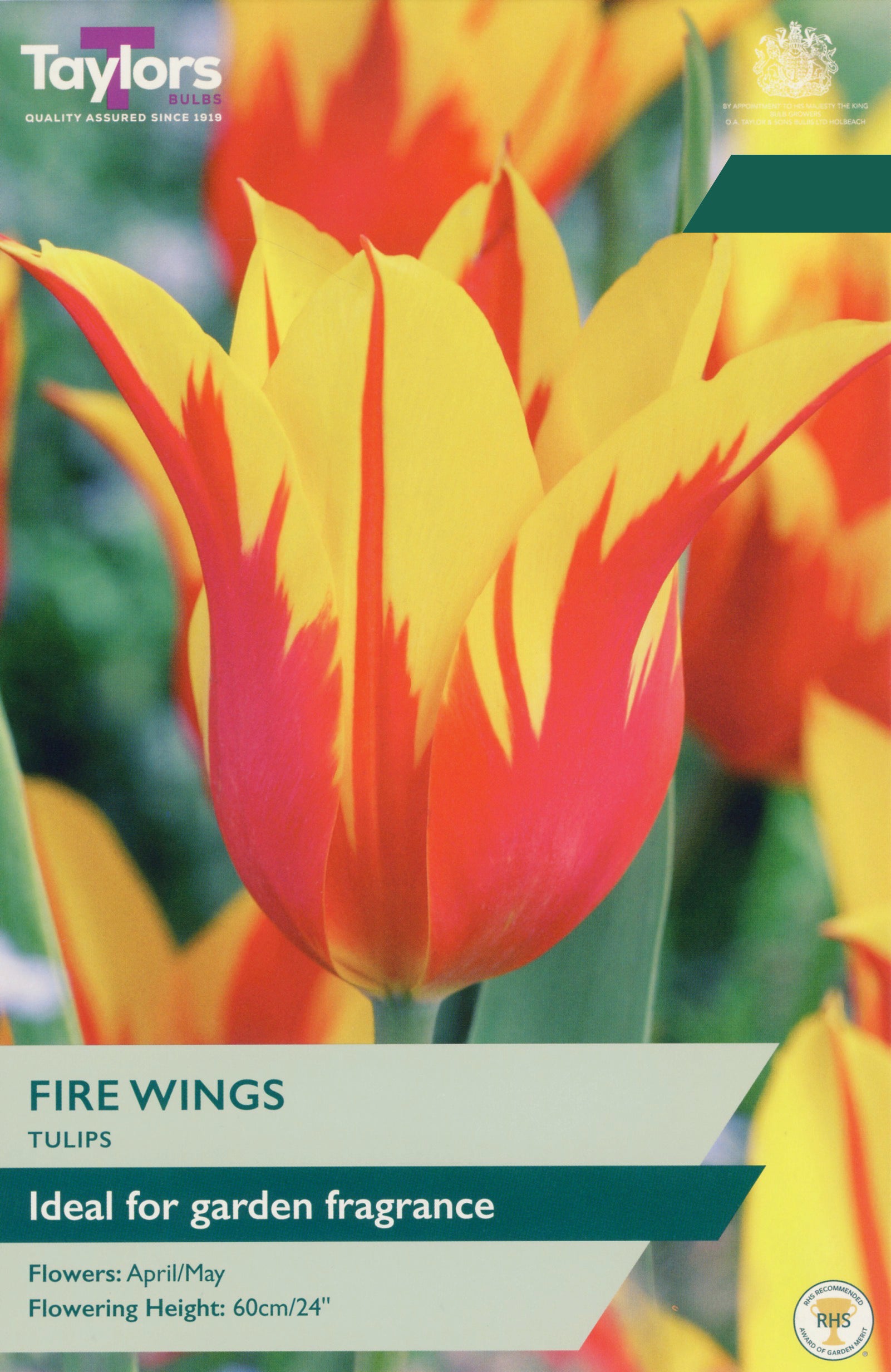 Taylor's Bulbs Choice Pack Tulip Fire Wings