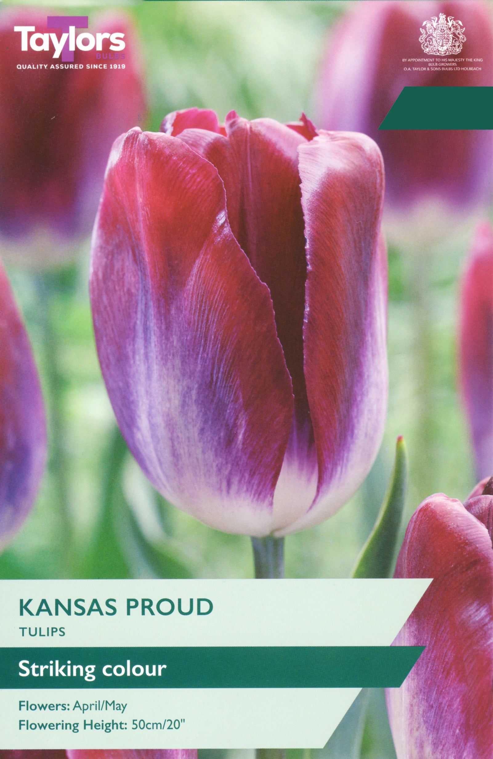 Taylor's Bulbs Choice Selection Tulip Kansas Proud