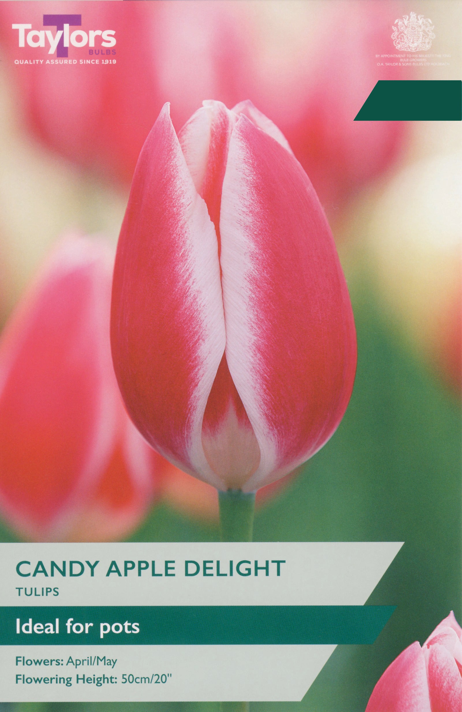 Taylor's Bulbs Choice Pack Tulip Candy Apple Delight