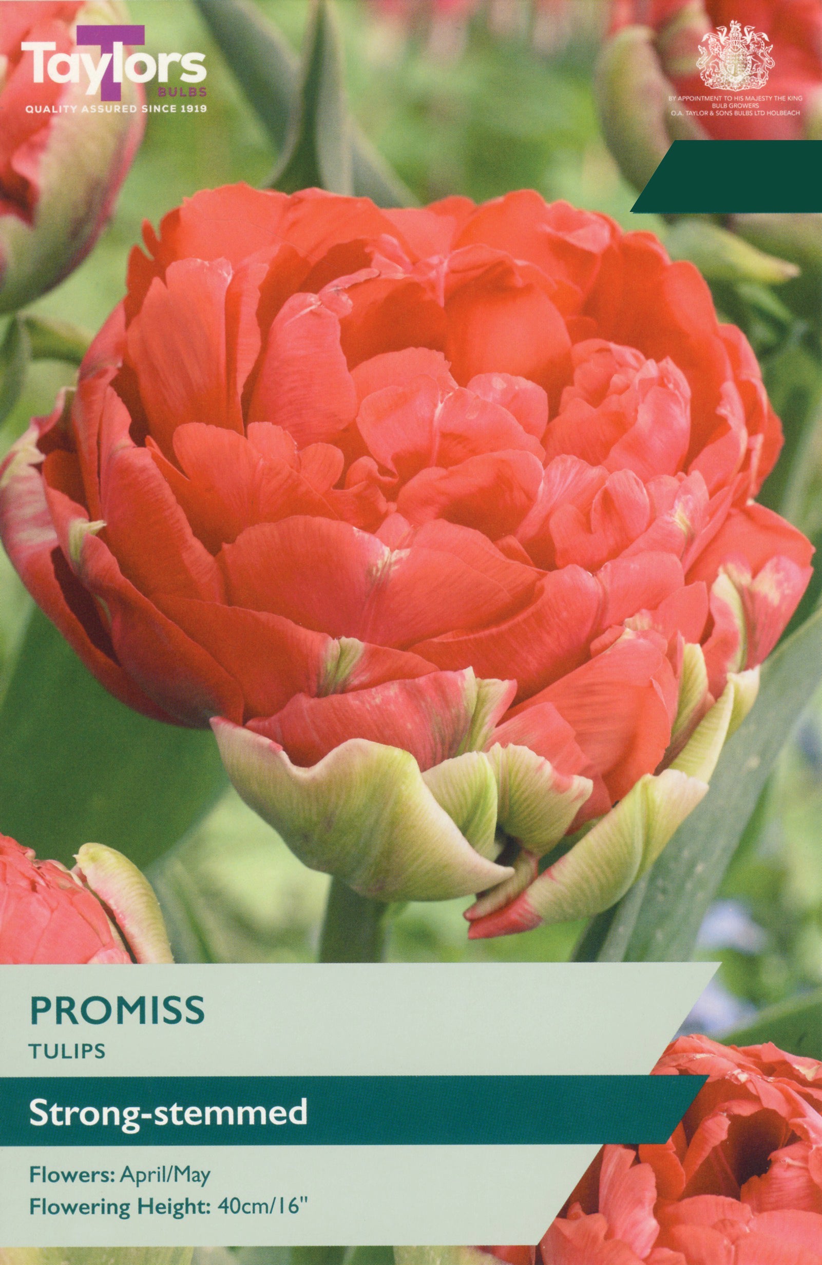 Taylor's Bulbs Choice Pack Tulip Promiss Bulb Pack