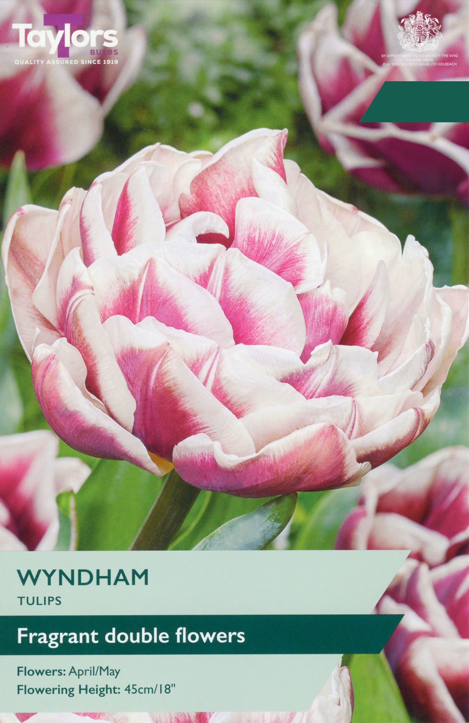 Taylor's Bulbs Choice Pack Tulip Wyndham