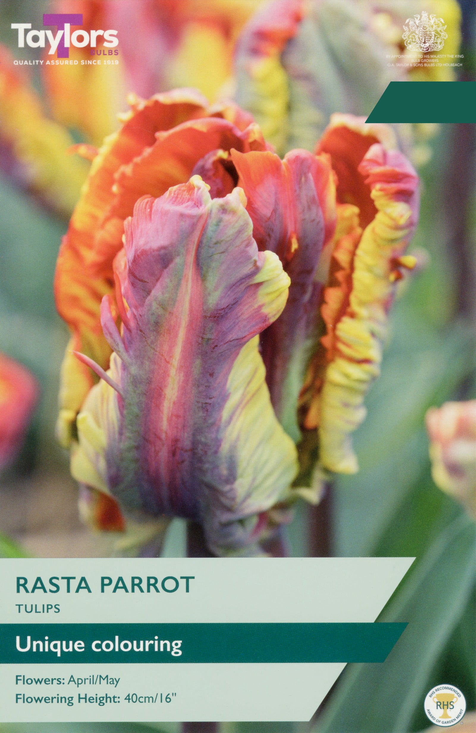 Taylor's Bulbs Choice Pack Tulip Rasta Parrot Bulb Pack